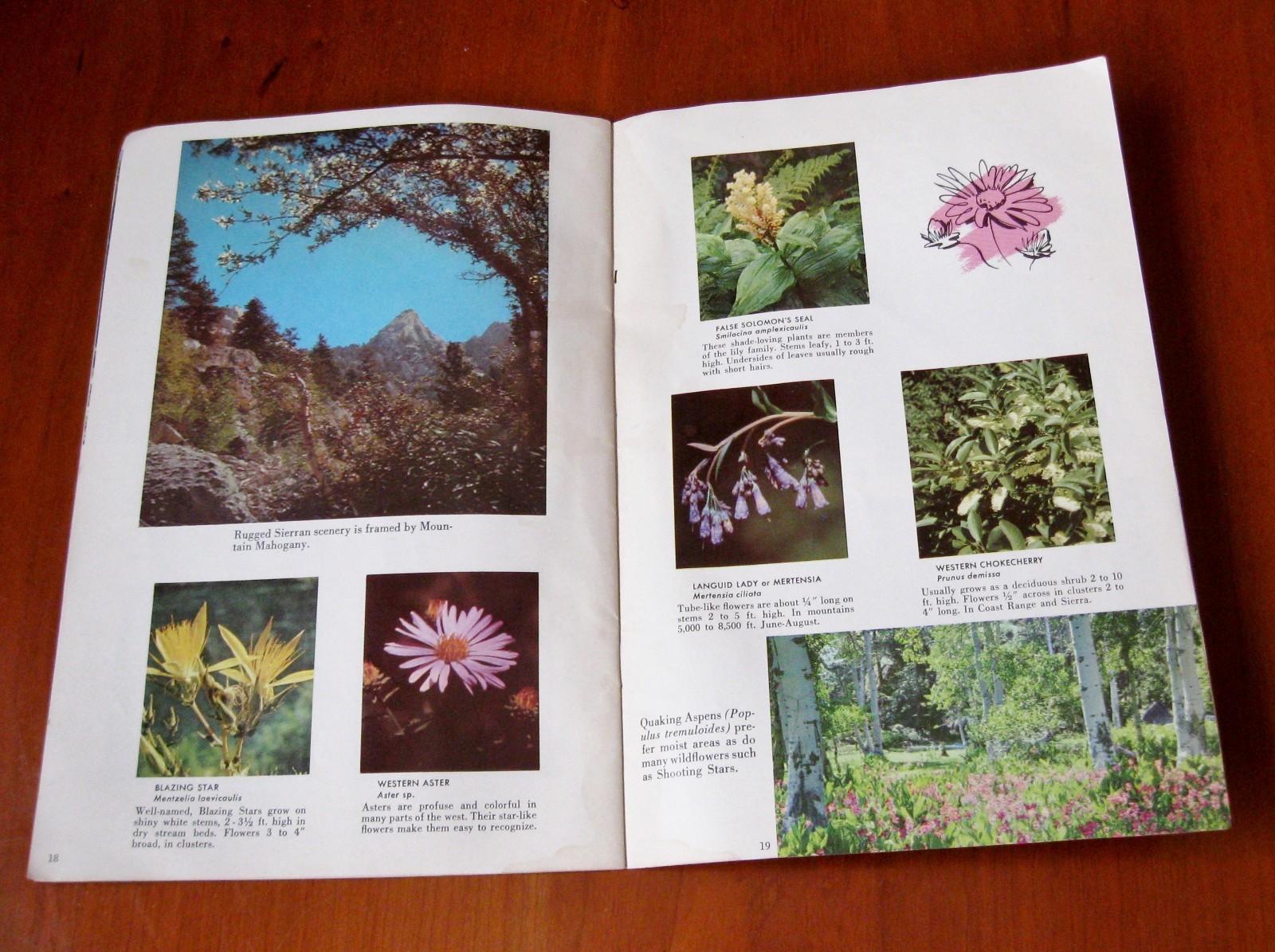 1950s Inspiration Point Yosemite National Park Wild Flowers of the Sierra USA