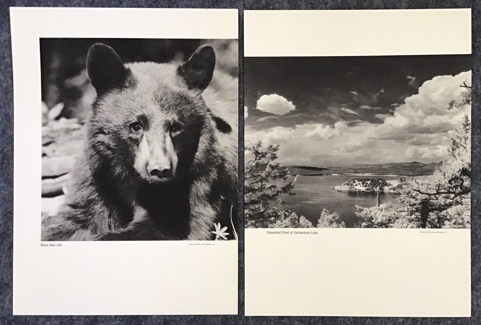 1951 Photographer Franz Lipp Yellowstone Natl Park 12 Image Portfolio 10×13.75”