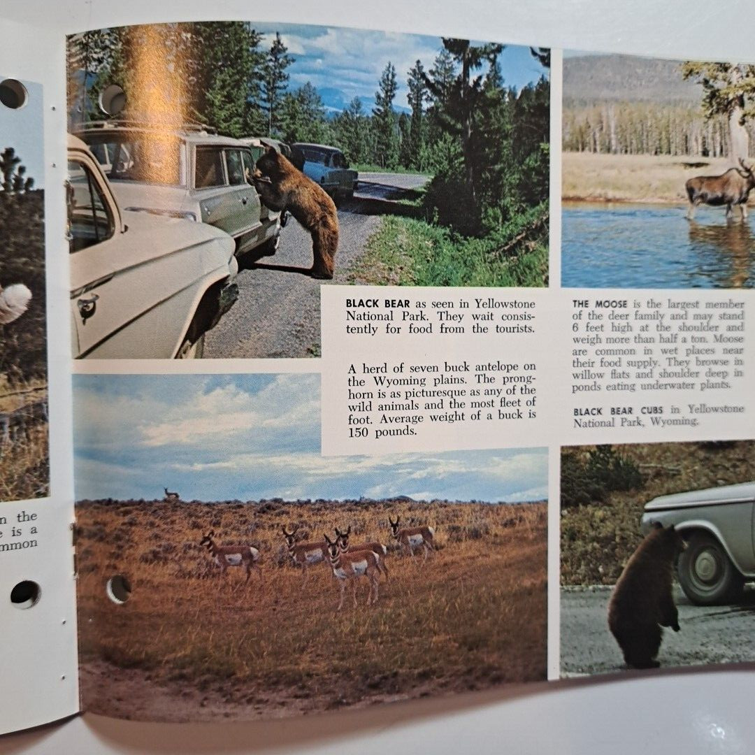 Yellowstone Grand Teton National Parks & Jackson Hole Country💥WYOMING c1960s