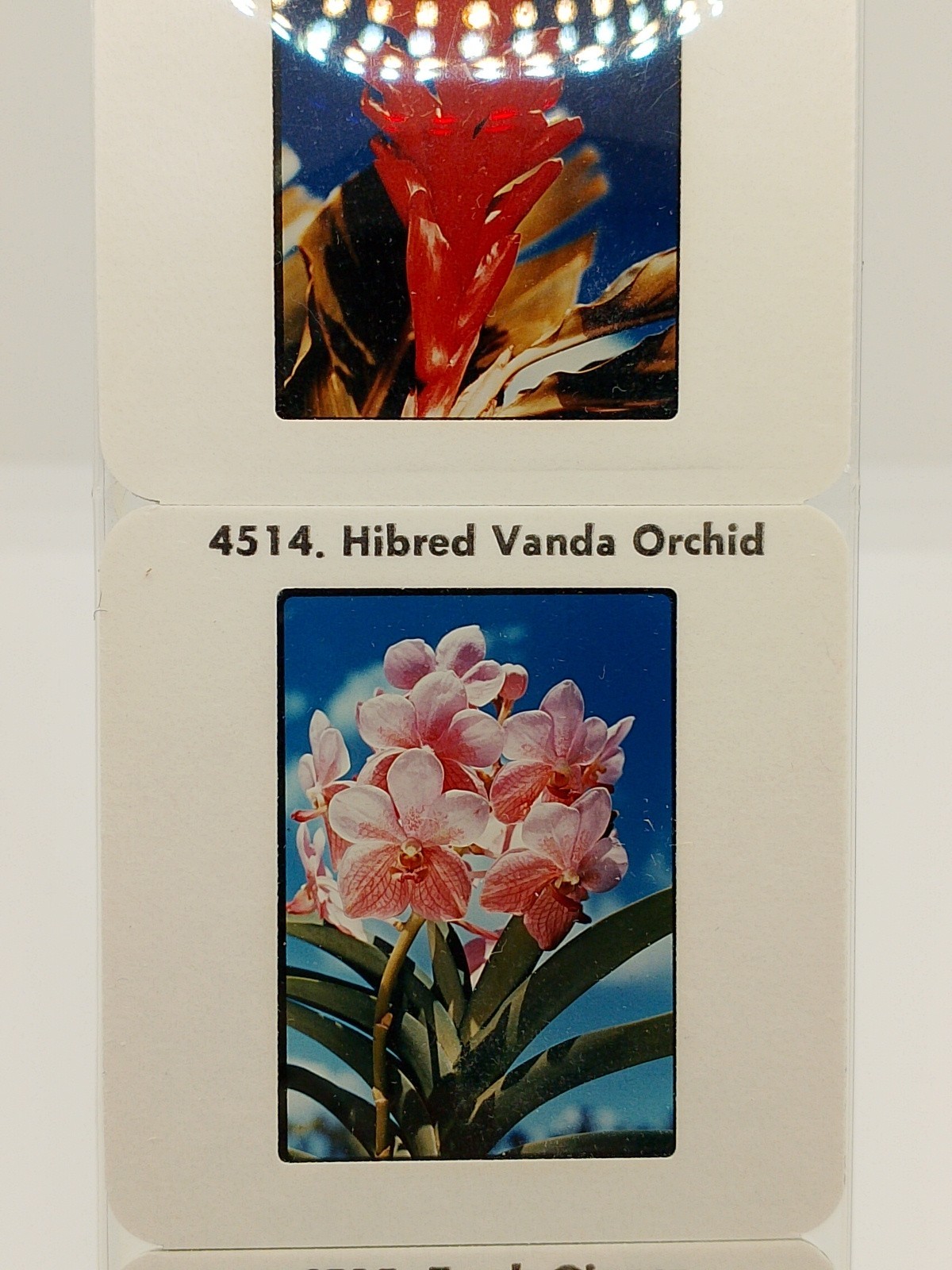 Vintage Kodak 5 Color Slides 2×2 – Hawaiian Flowers