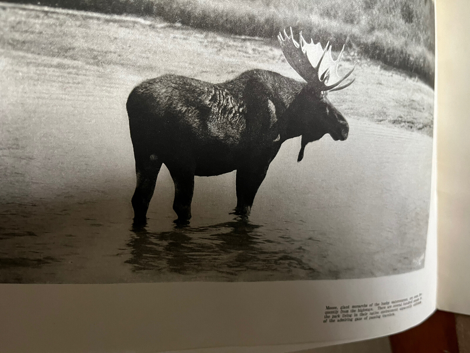 Vintage 1940 Hayne ‘ s Souvenir Album Yellowstone National Park B&W Photo Album