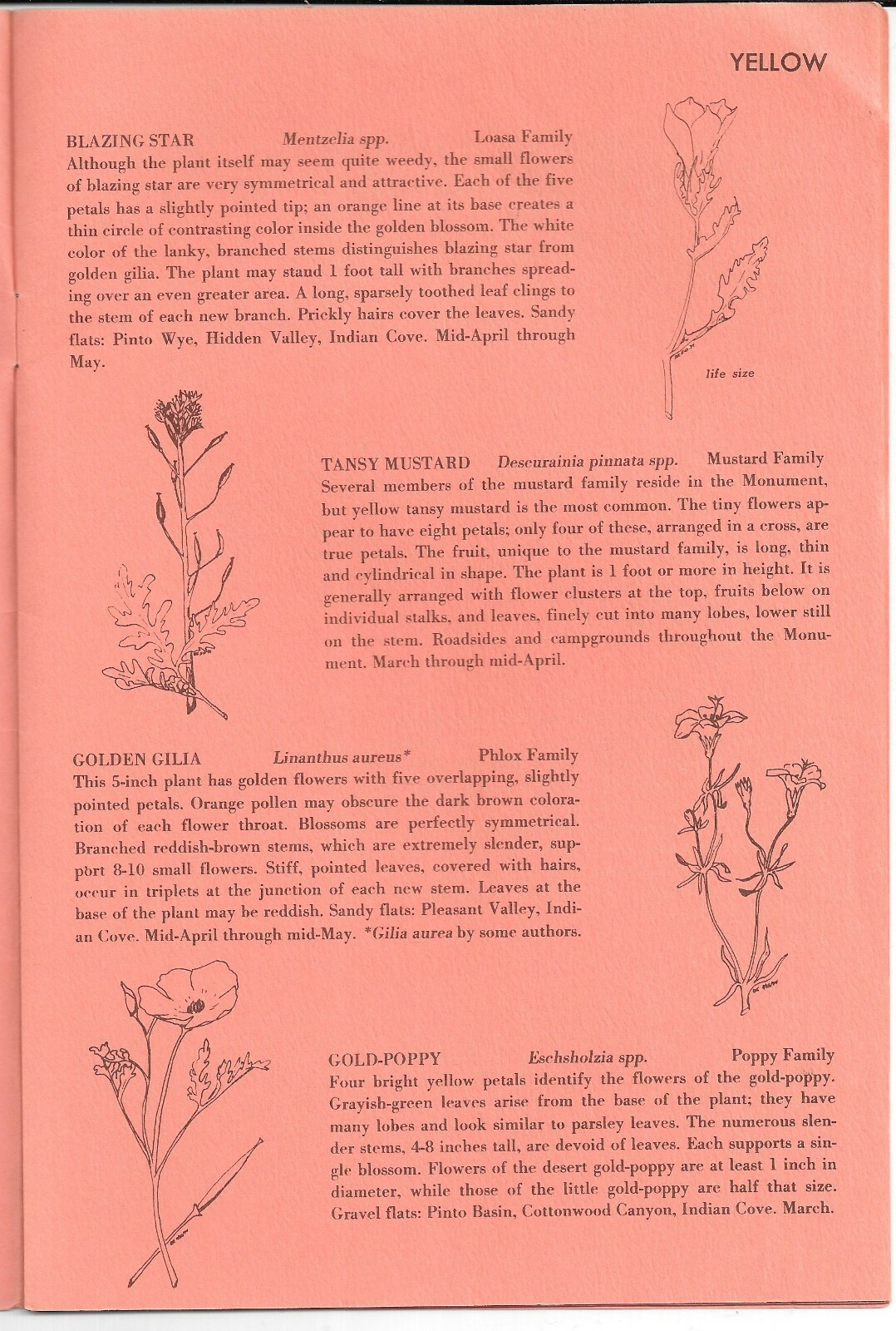 Vintage 1975 POLLEN ON YOUR NOSE, Wildflowers of JOSHUA TREE NATIONAL MONUMENT