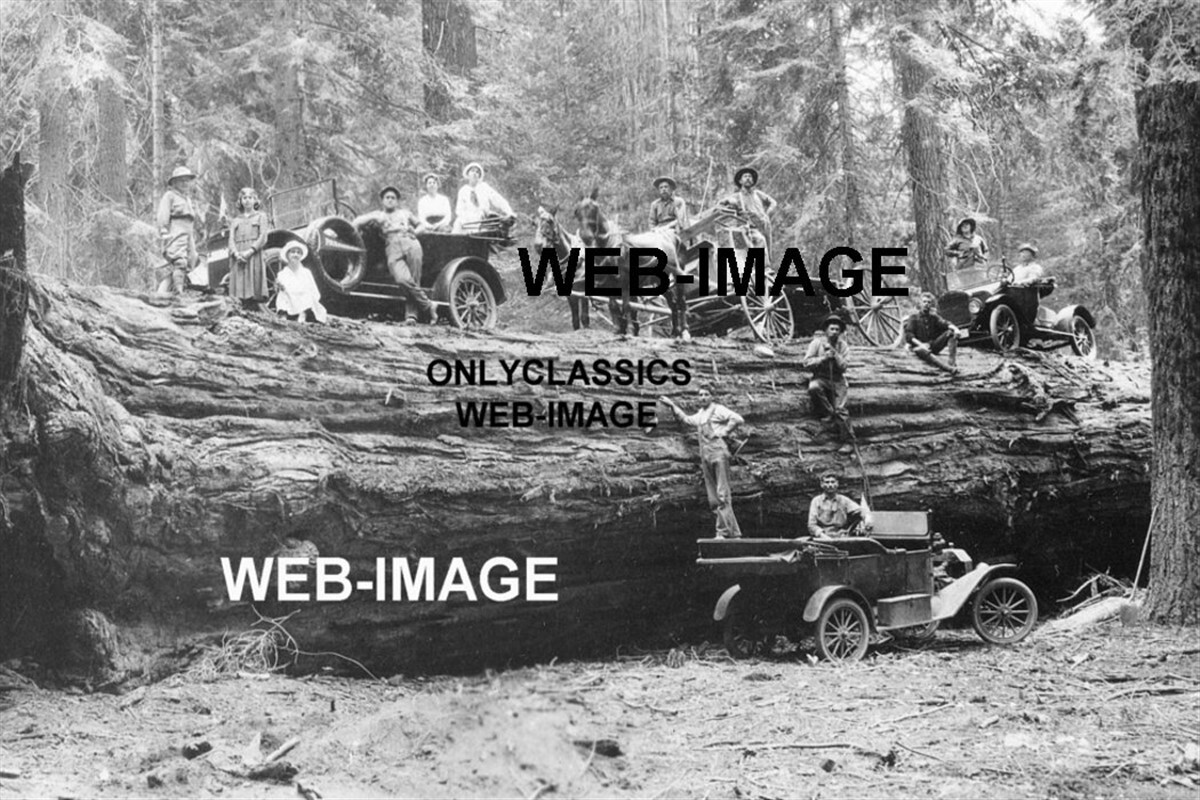 1911 CAR & HORSE ON GIANT SEQUOIA TREE 8X12 PHOTO NATIONAL PARK LUMBERJACK MEN