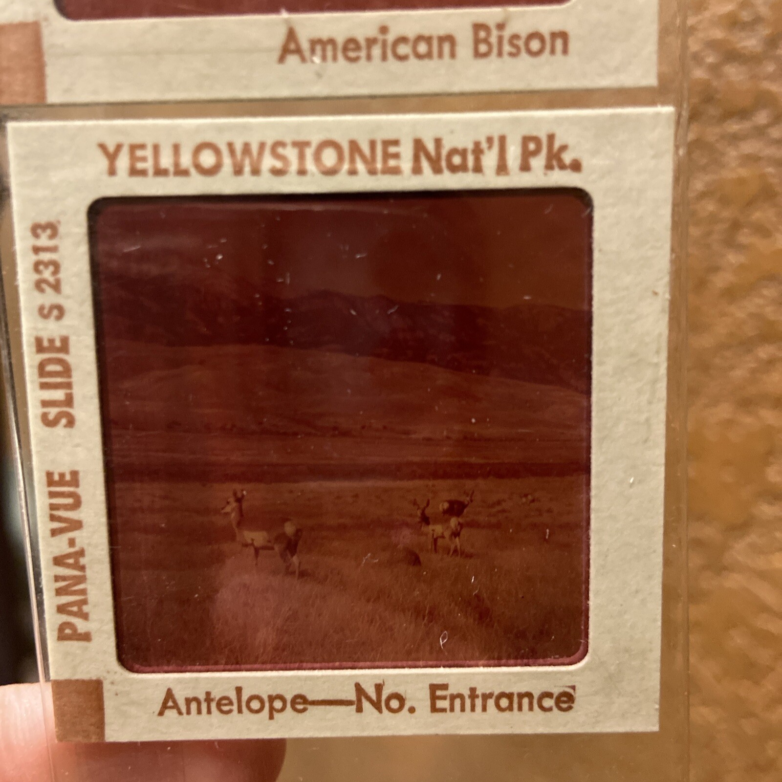 Vintage Pana Vue Slides – Yellowstone Animals