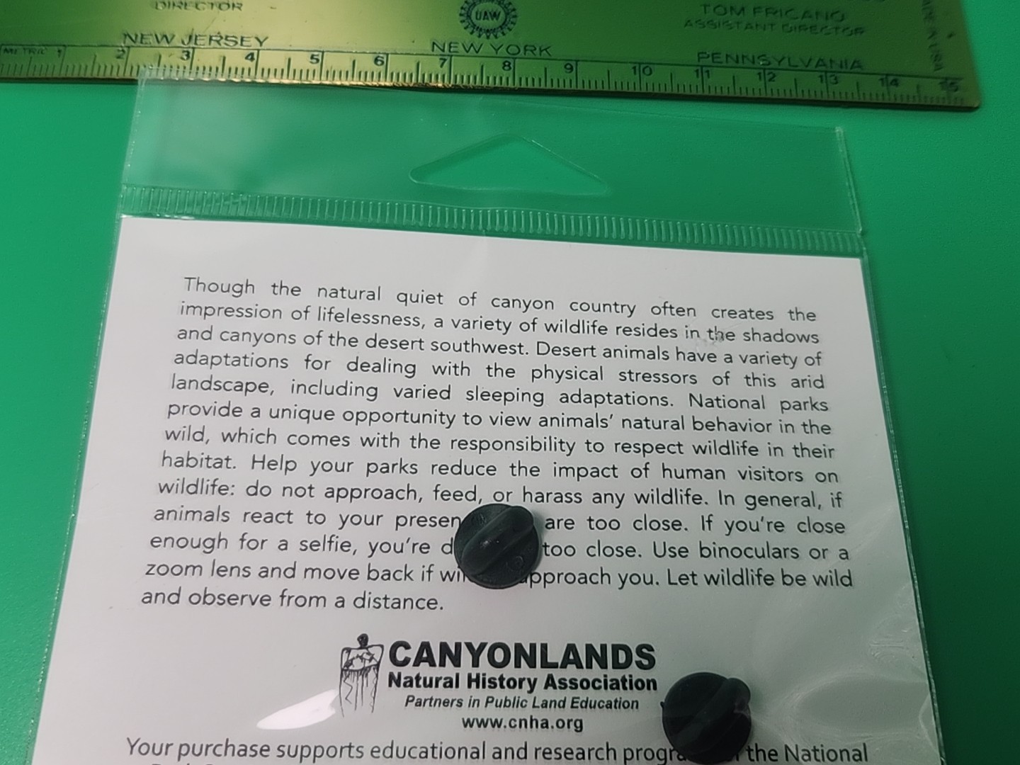 Canyonlands National Park Utah Canyon Country Desert Wildlife Pin Raven Lizard