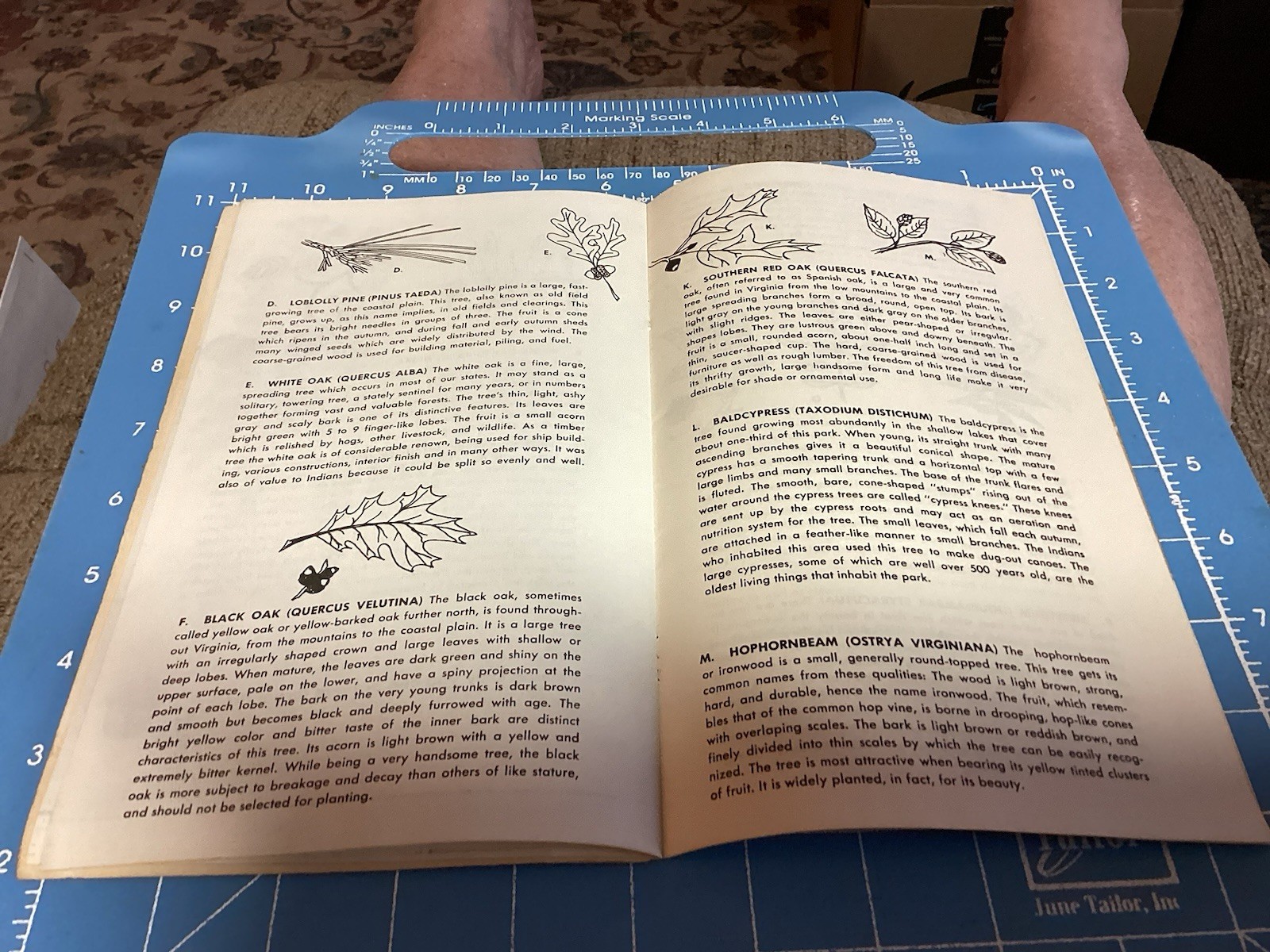 1969 Bald Cypress Nature Trail Brochure And Map