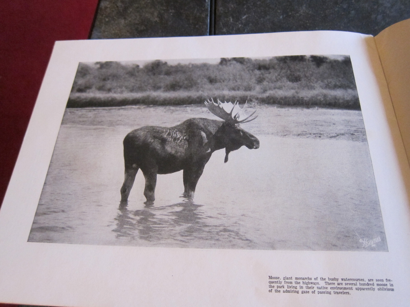 1940 Haynes Souvenir Album Of Yellowstone National Park Photo Booklet
