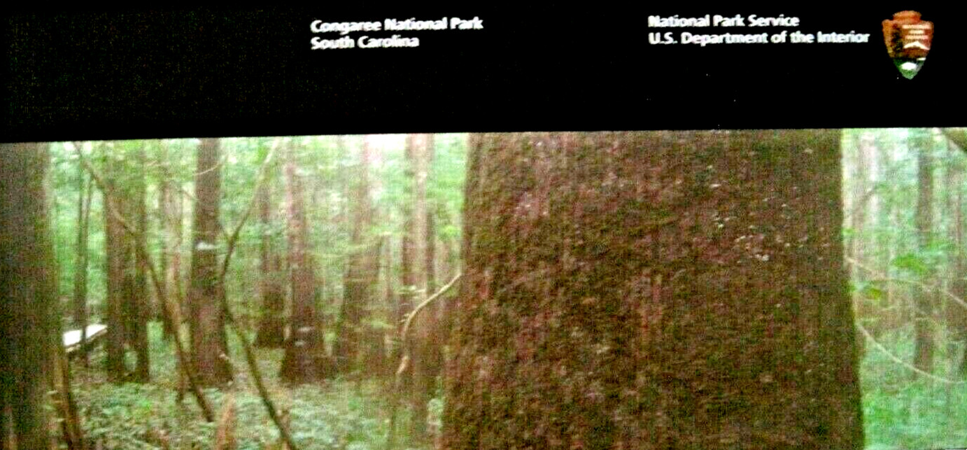 Congaree National Park South Carolina National Park Service Unigrid Brochure Map
