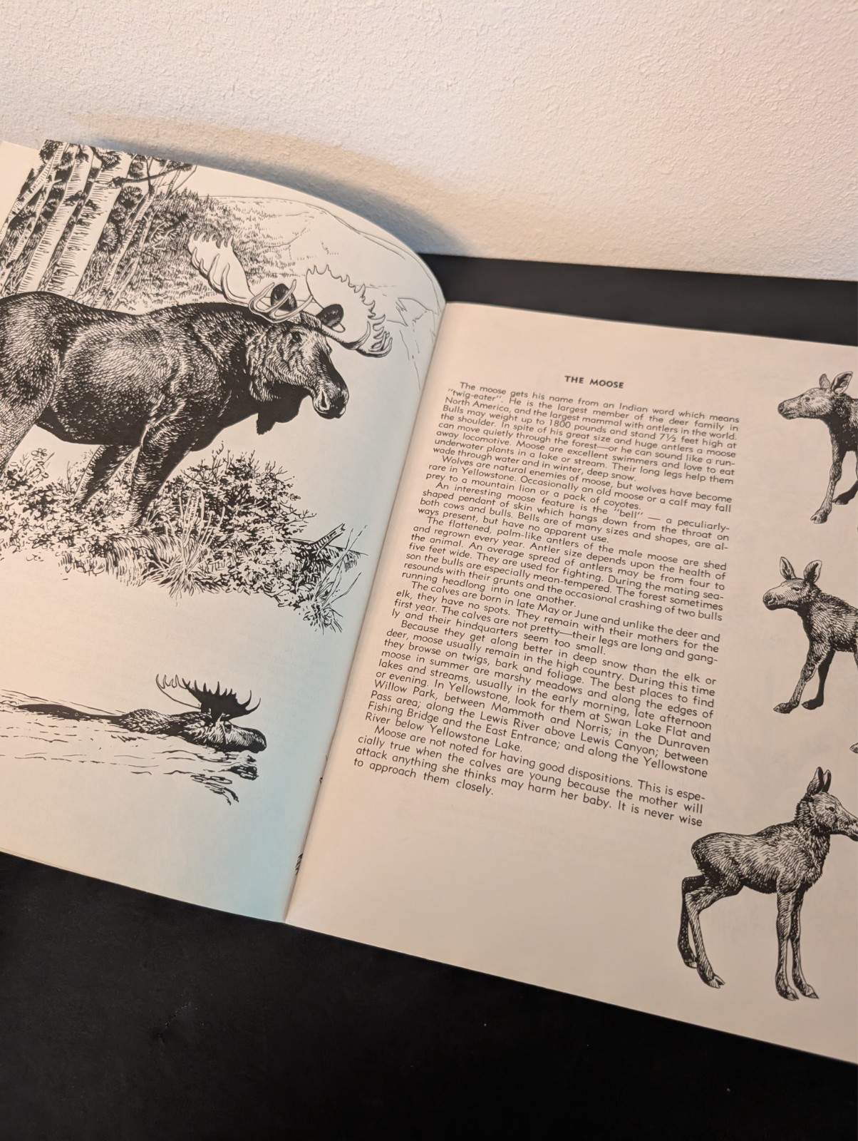 Vtg Animal Friends of Yellowstone Publication Fran Hubard Bob Hines 1971 -Nice