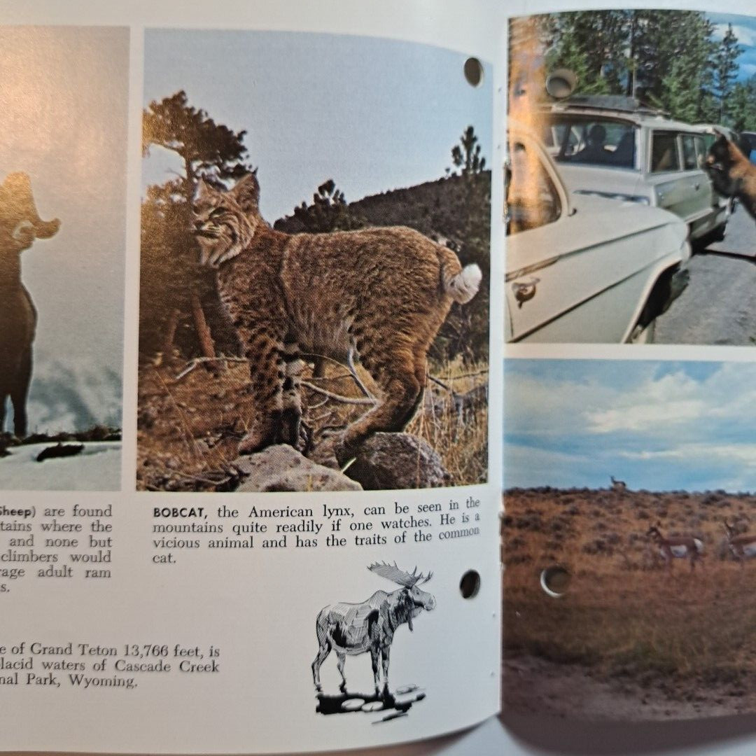 Yellowstone Grand Teton National Parks & Jackson Hole Country💥WYOMING c1960s