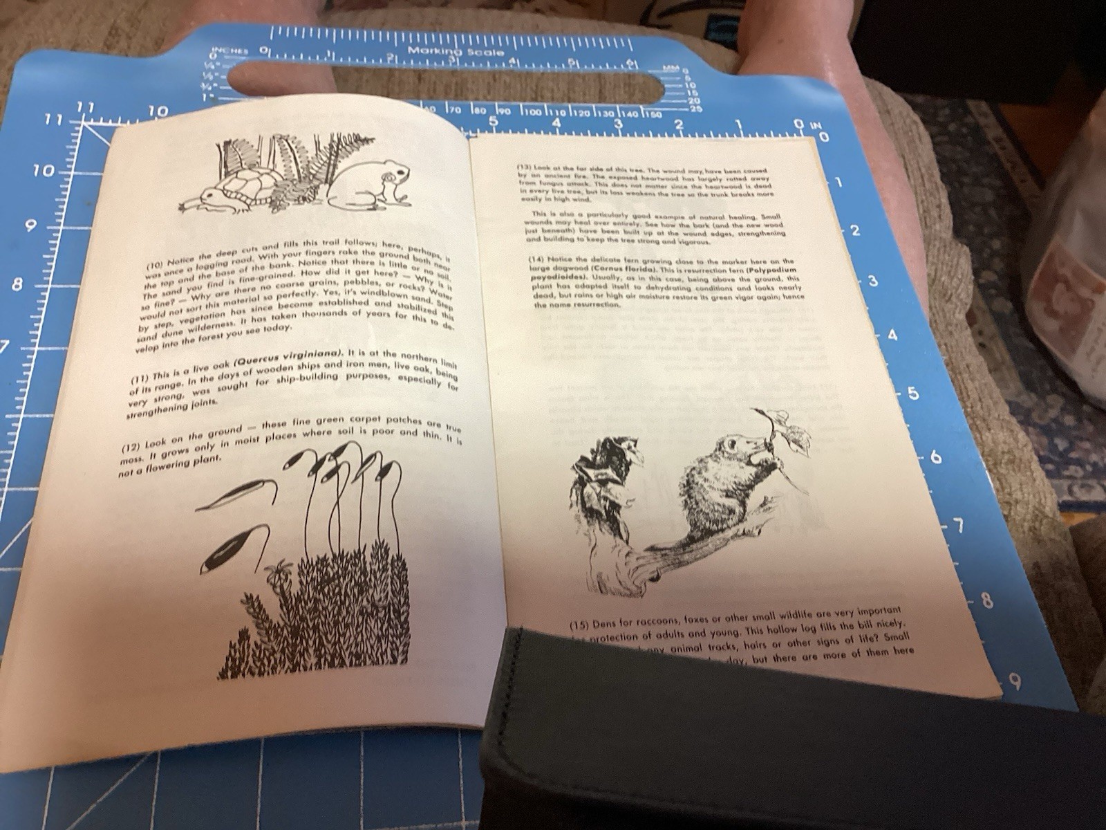 1969 Bald Cypress Nature Trail Brochure And Map
