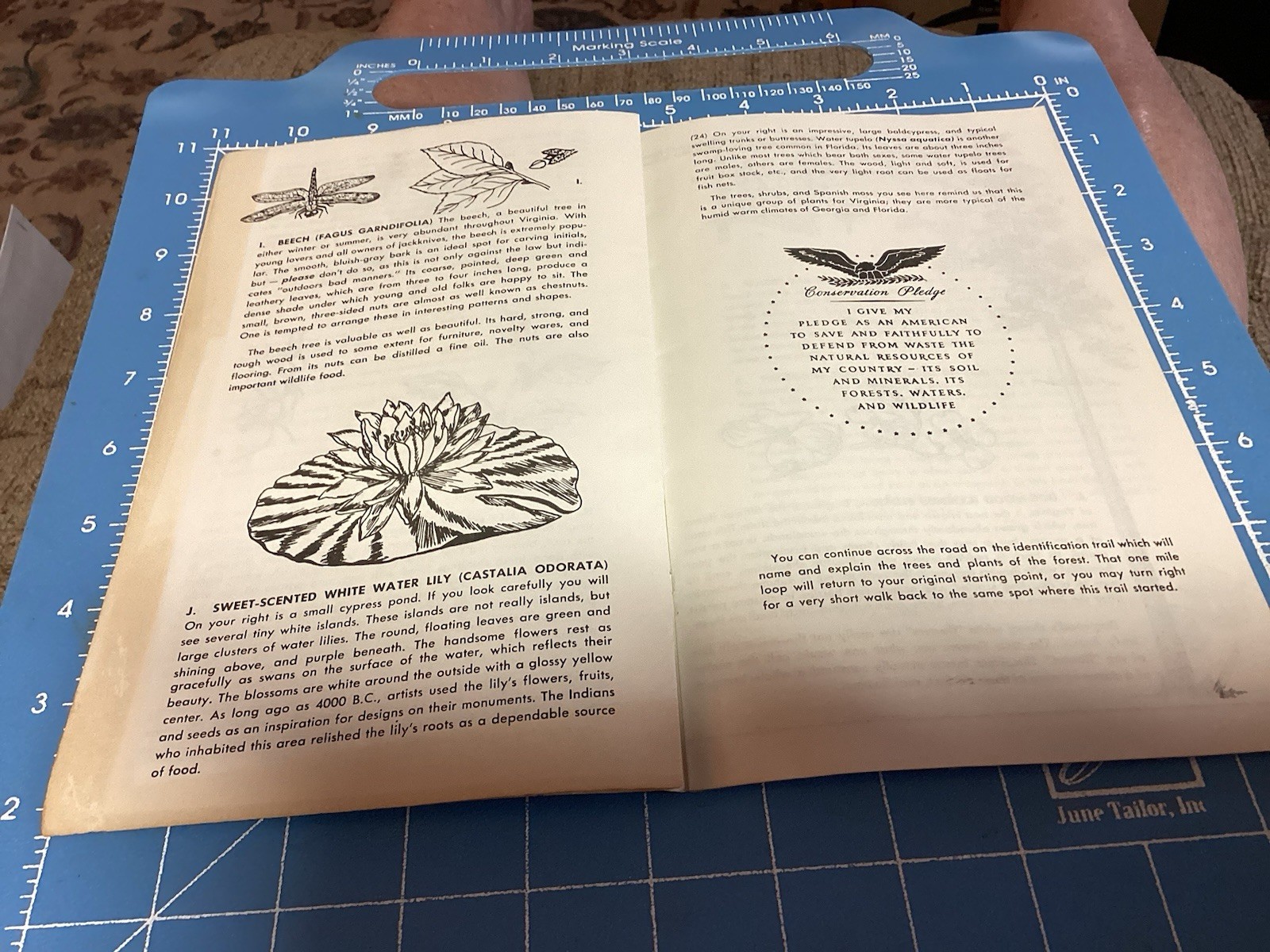 1969 Bald Cypress Nature Trail Brochure And Map