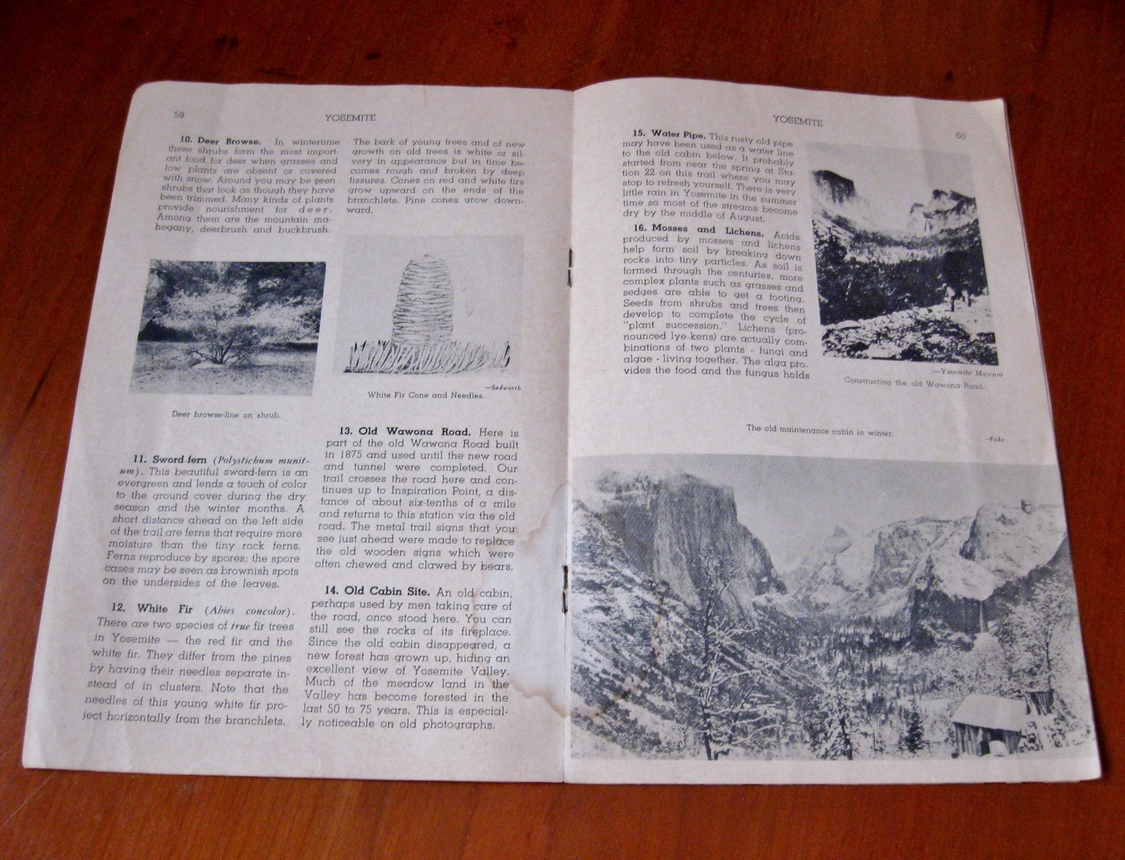1950s Inspiration Point Yosemite National Park Wild Flowers of the Sierra USA