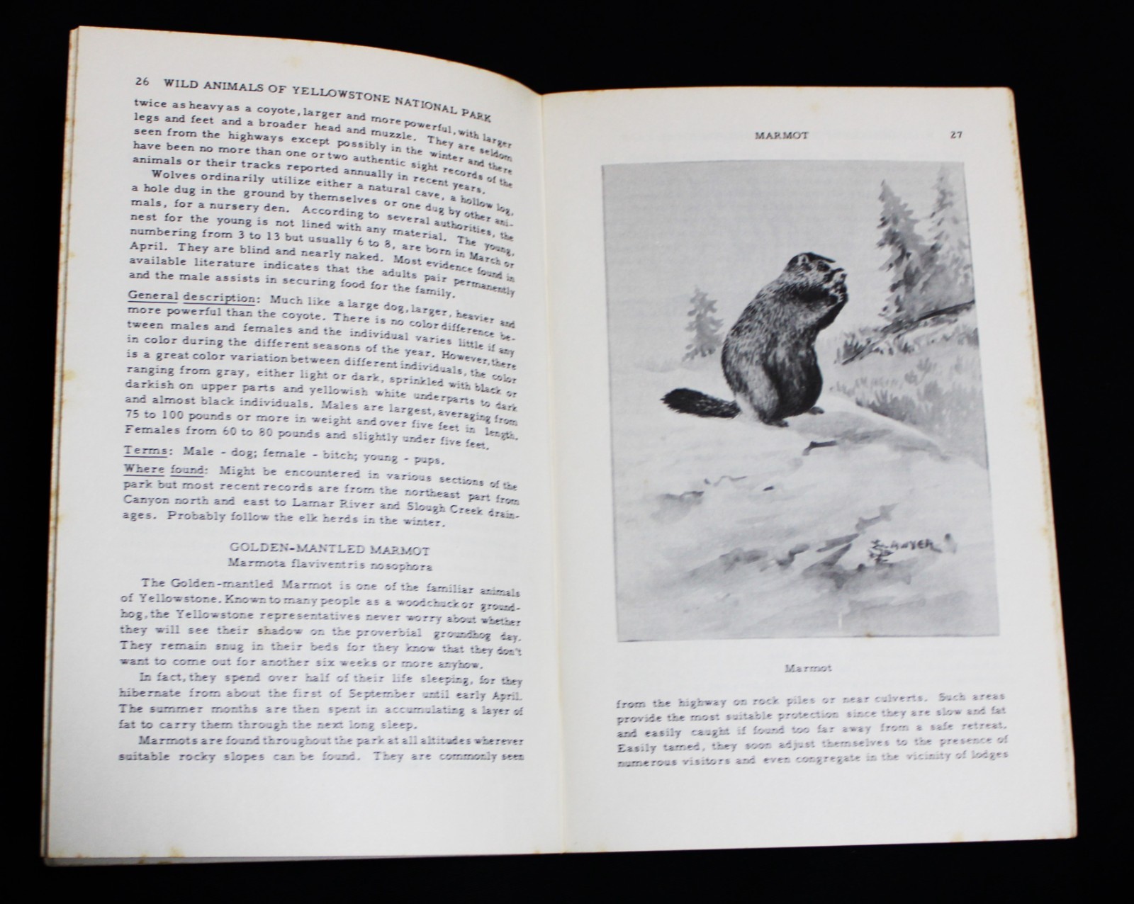 WILD ANIMALS OF YELLOWSTONE NATIONAL PARK BOOKLET BY HAROLD J. BRODRICK 1959
