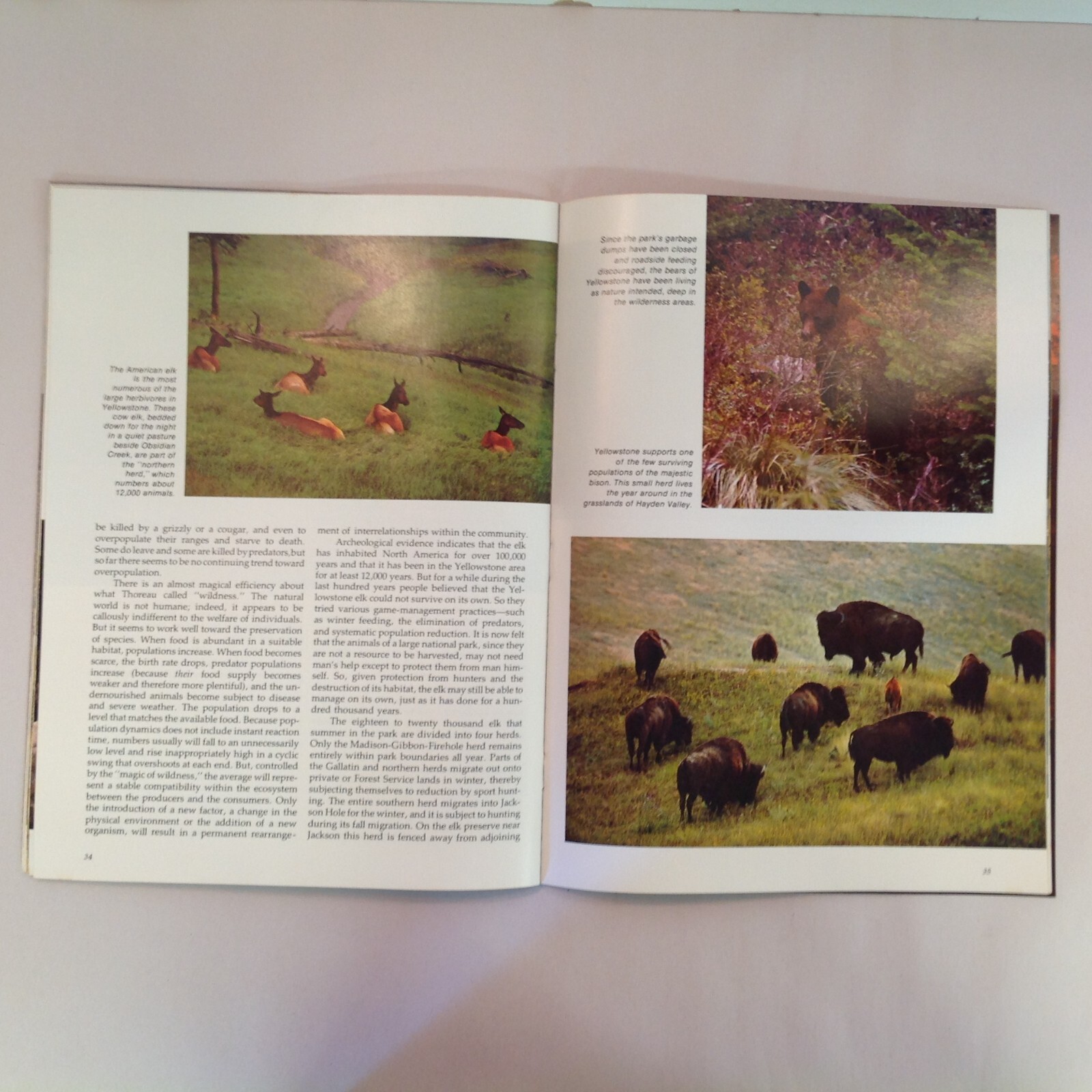 Vtg 1977 Souvenir Color Photo Guide Yellowstone The Story Behind the Scenery