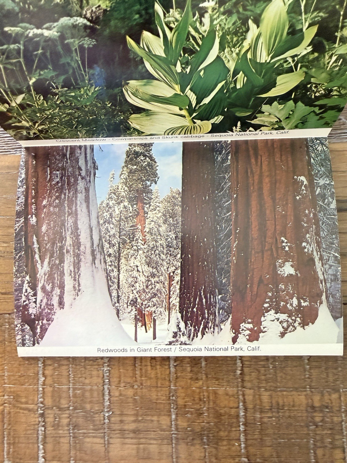 Vintage Sequoia National Park Accordion Pamphlet Photography By David Muench 85’