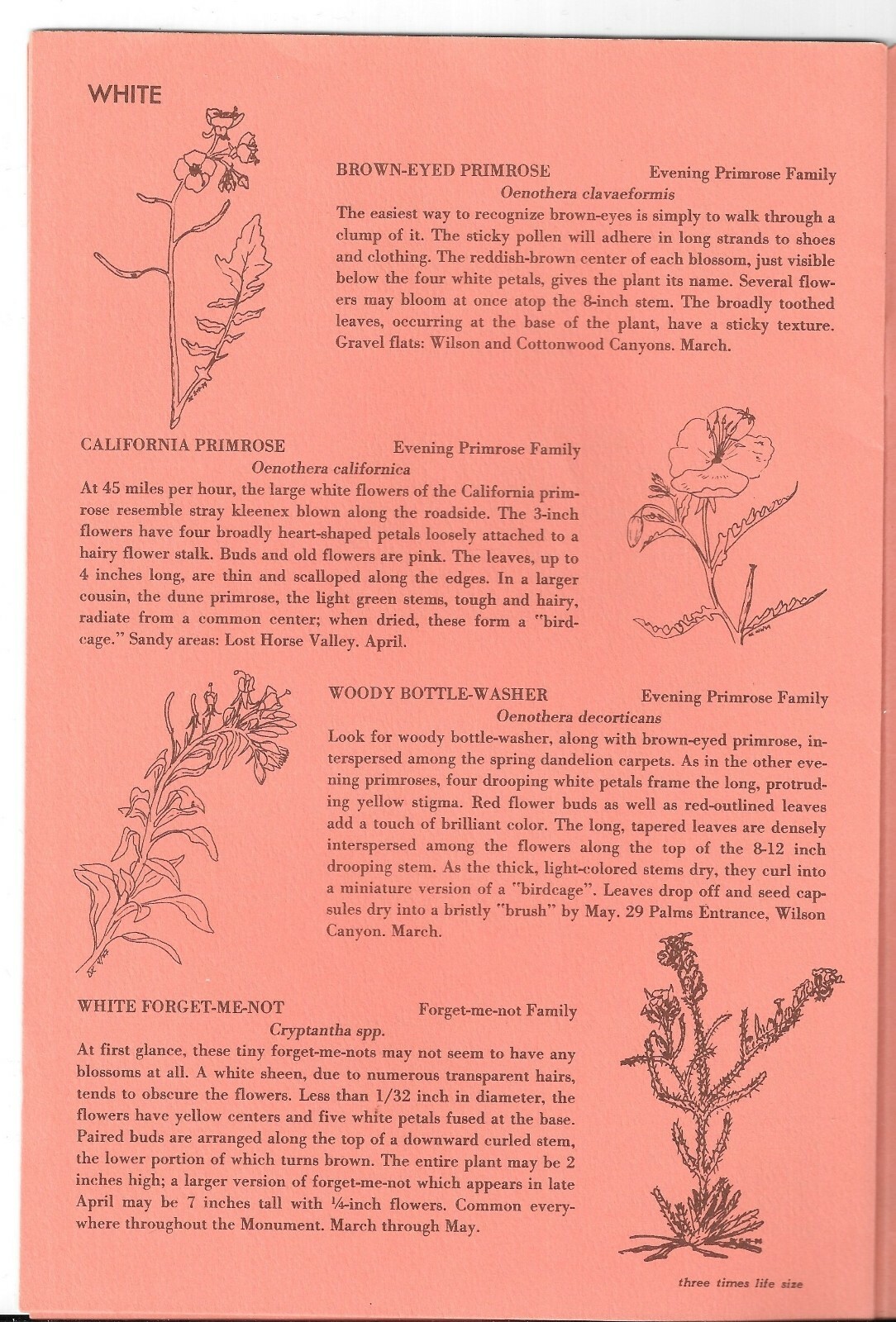 Vintage 1975 POLLEN ON YOUR NOSE, Wildflowers of JOSHUA TREE NATIONAL MONUMENT