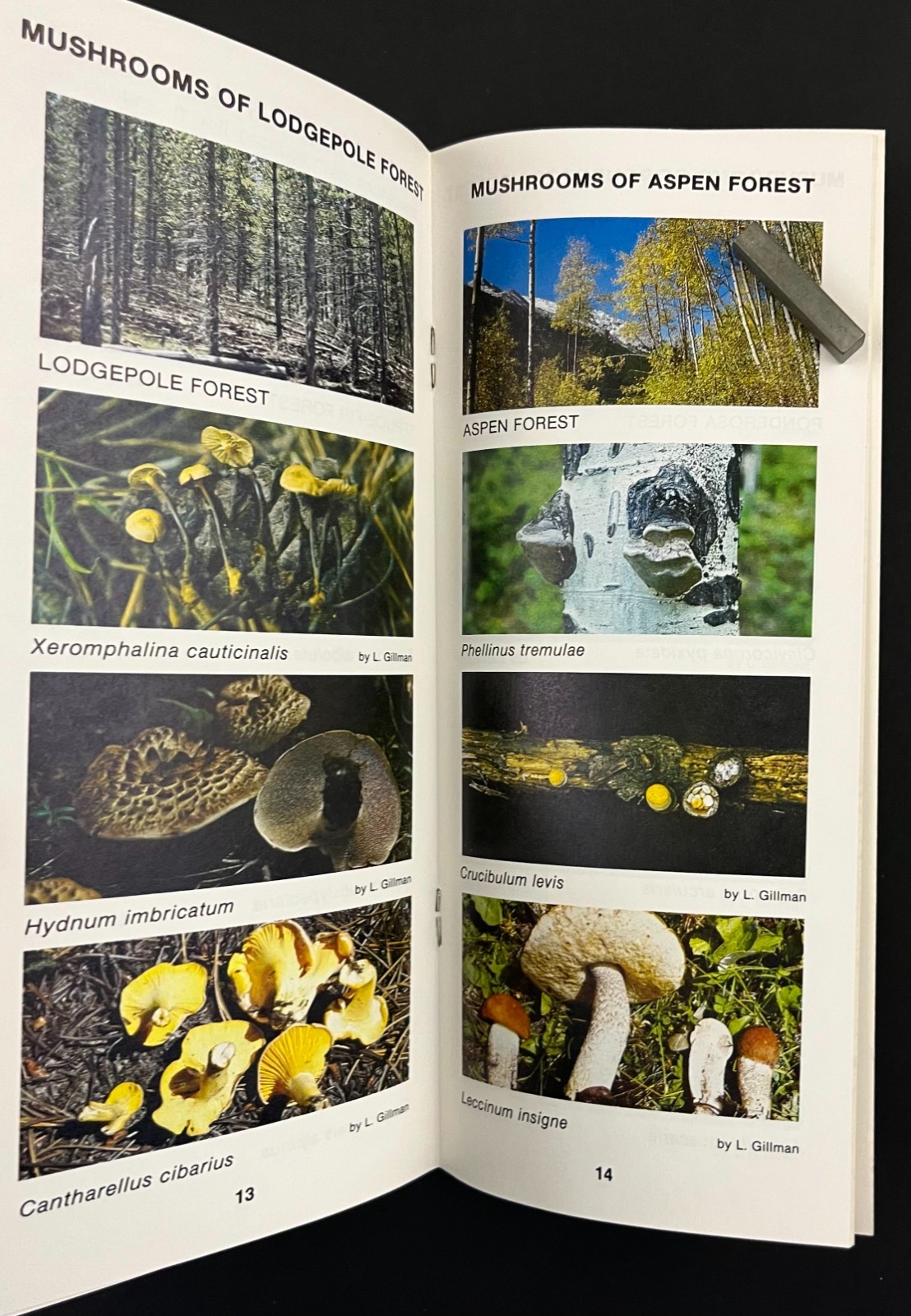 1979 Wild Mushrooms Guide Rocky Mountains National Park Vintage Travel Booklet