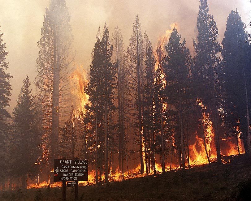 GROUND FIRE AT GRANT VILLAGE IN YELLOWSTONE 1988 8×10 GLOSSY PHOTO PRINT