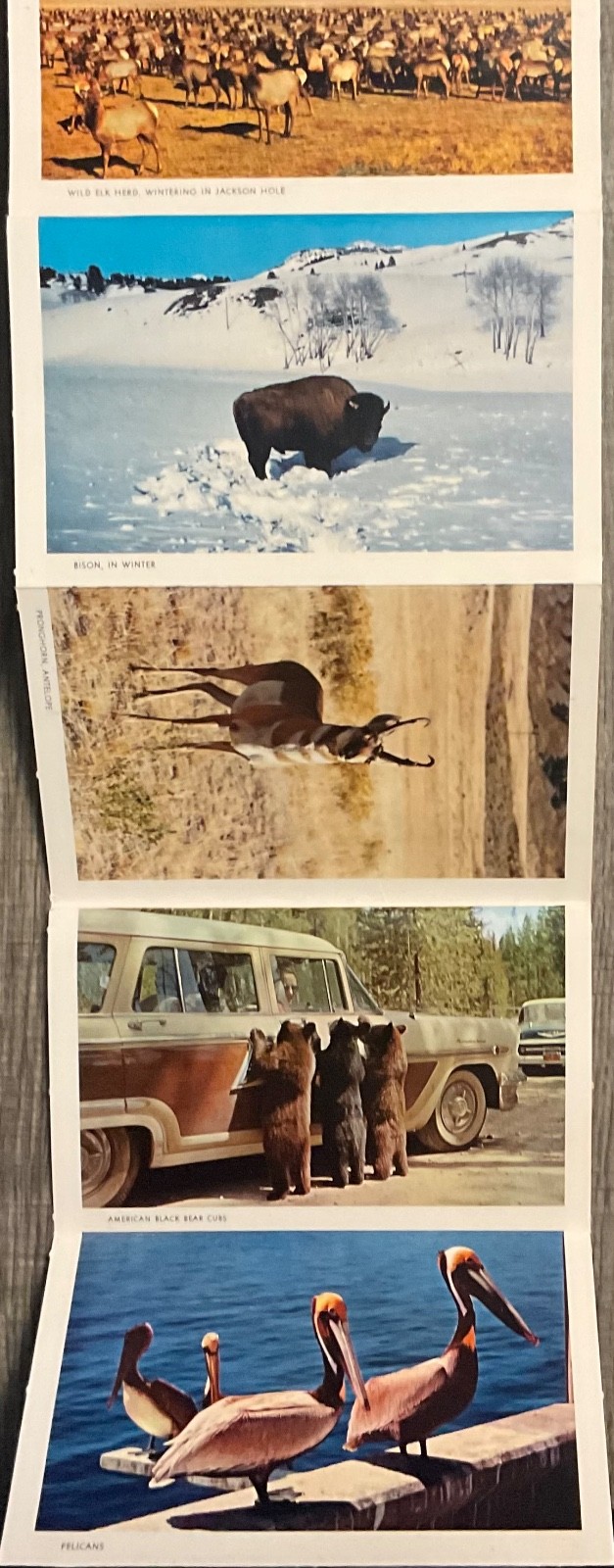 Yellowstone National Park Wild Life in Full Color Vintage set photos