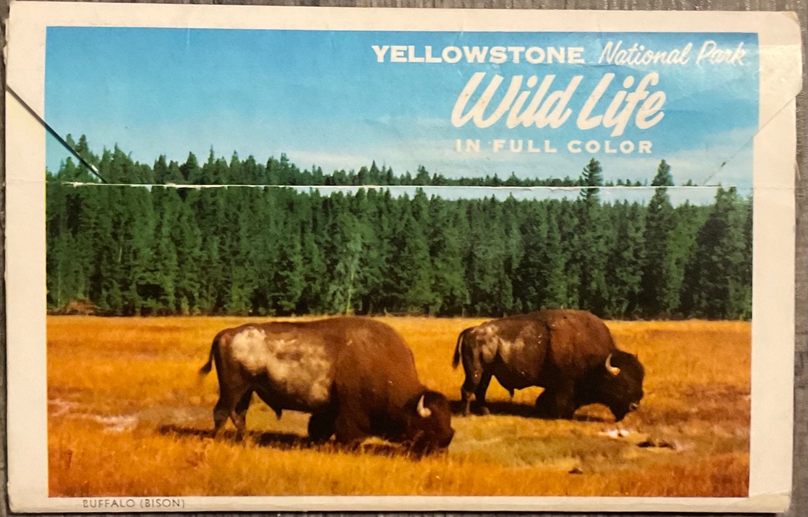 Yellowstone National Park Wild Life in Full Color Vintage set photos