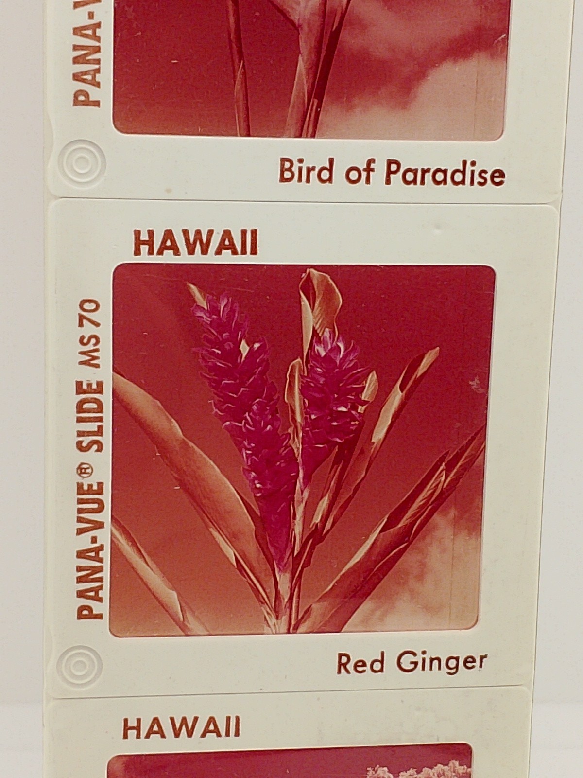 Vintage Pana Vue 4, 2×2 Color Slides Hawaiian Flowers Hibiscus, Bird Of Paradise