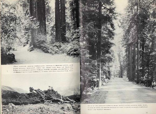 1954 Forests and Trees of the National Park System, John Coffman 30p Book Photos