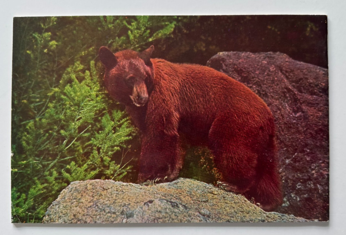Vintage ca 1950s Yellowstone National Park Souvenir Booklet color illustrated