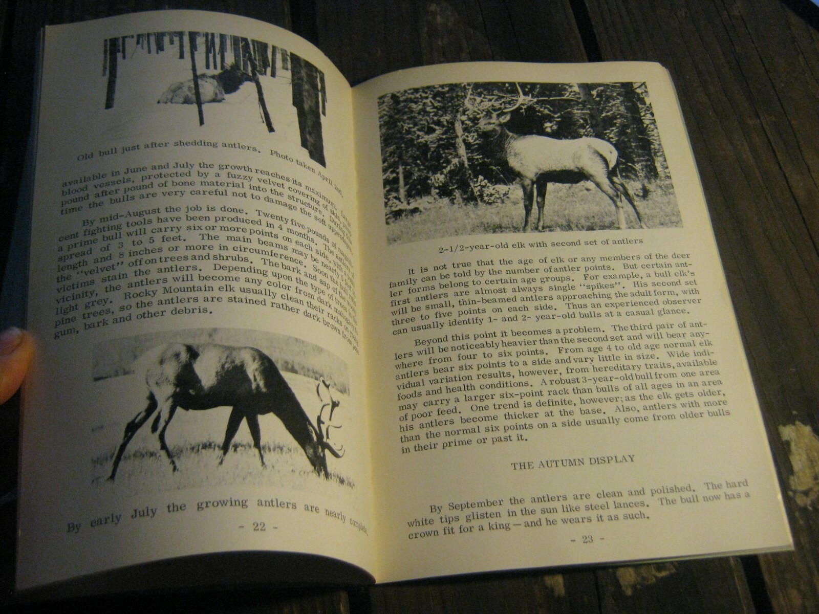 1968 Bighorn Elk and Deer Rocky Mountain National Park book Julie & Roger Contor