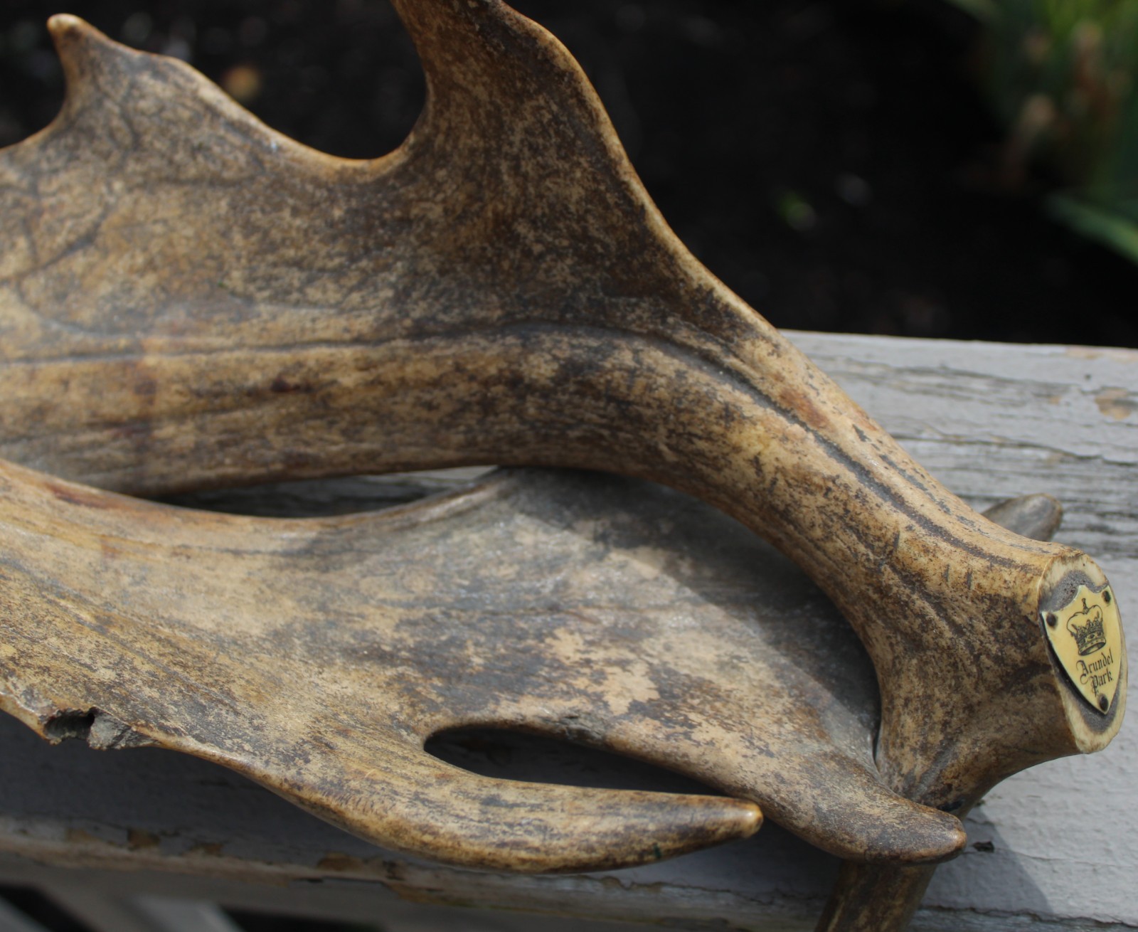 Arundel Park Moose Antlers Souvenir
