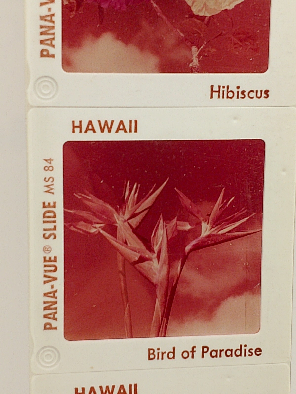 Vintage Pana Vue 4, 2×2 Color Slides Hawaiian Flowers Hibiscus, Bird Of Paradise