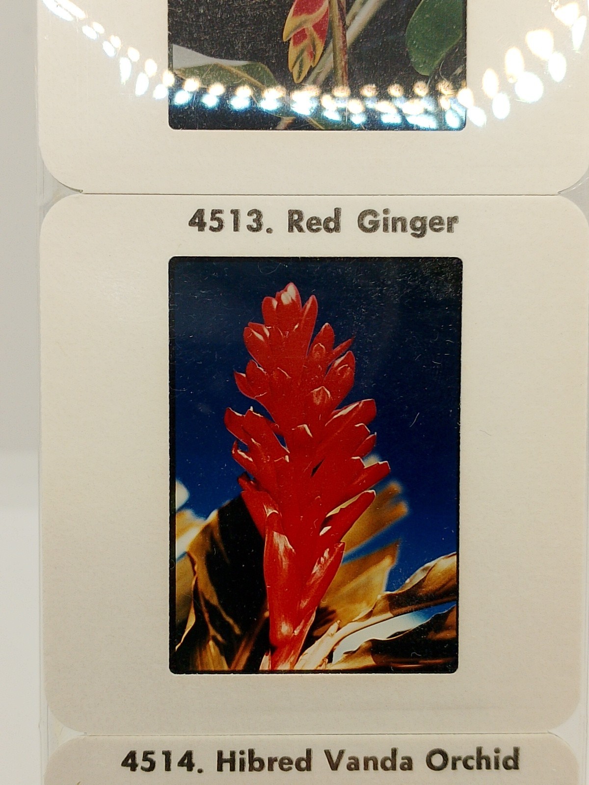 Vintage Kodak 5 Color Slides 2×2 – Hawaiian Flowers
