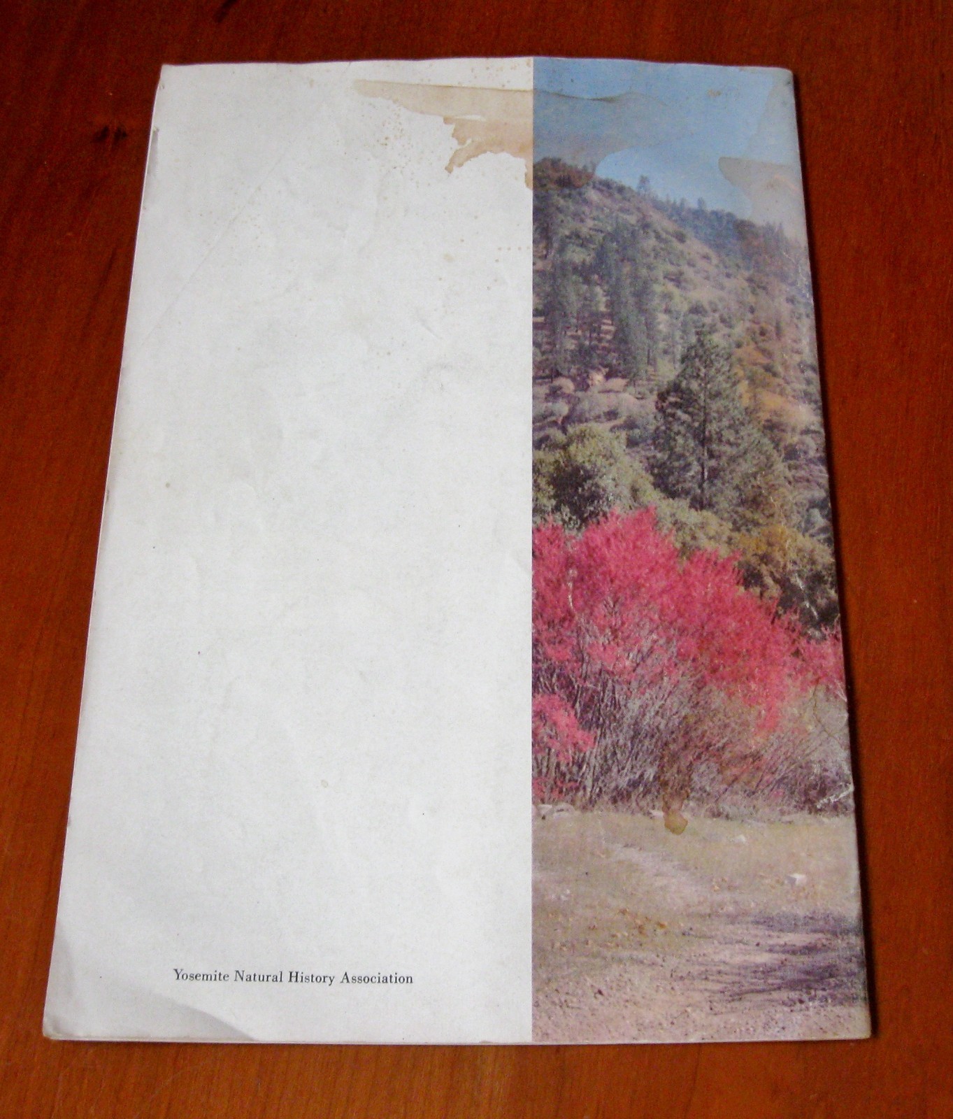 1950s Inspiration Point Yosemite National Park Wild Flowers of the Sierra USA