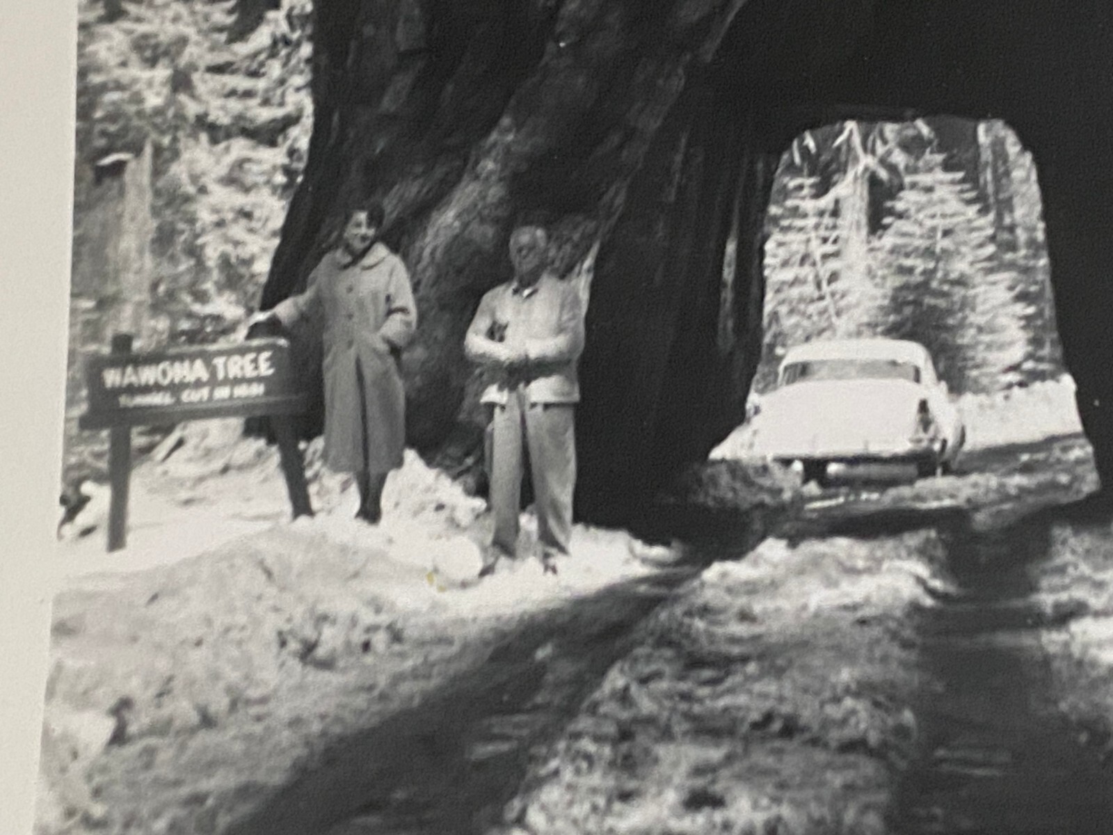 Lot of 8 Vintage Yosemite National Park California Photos 1940s – 1950s Original