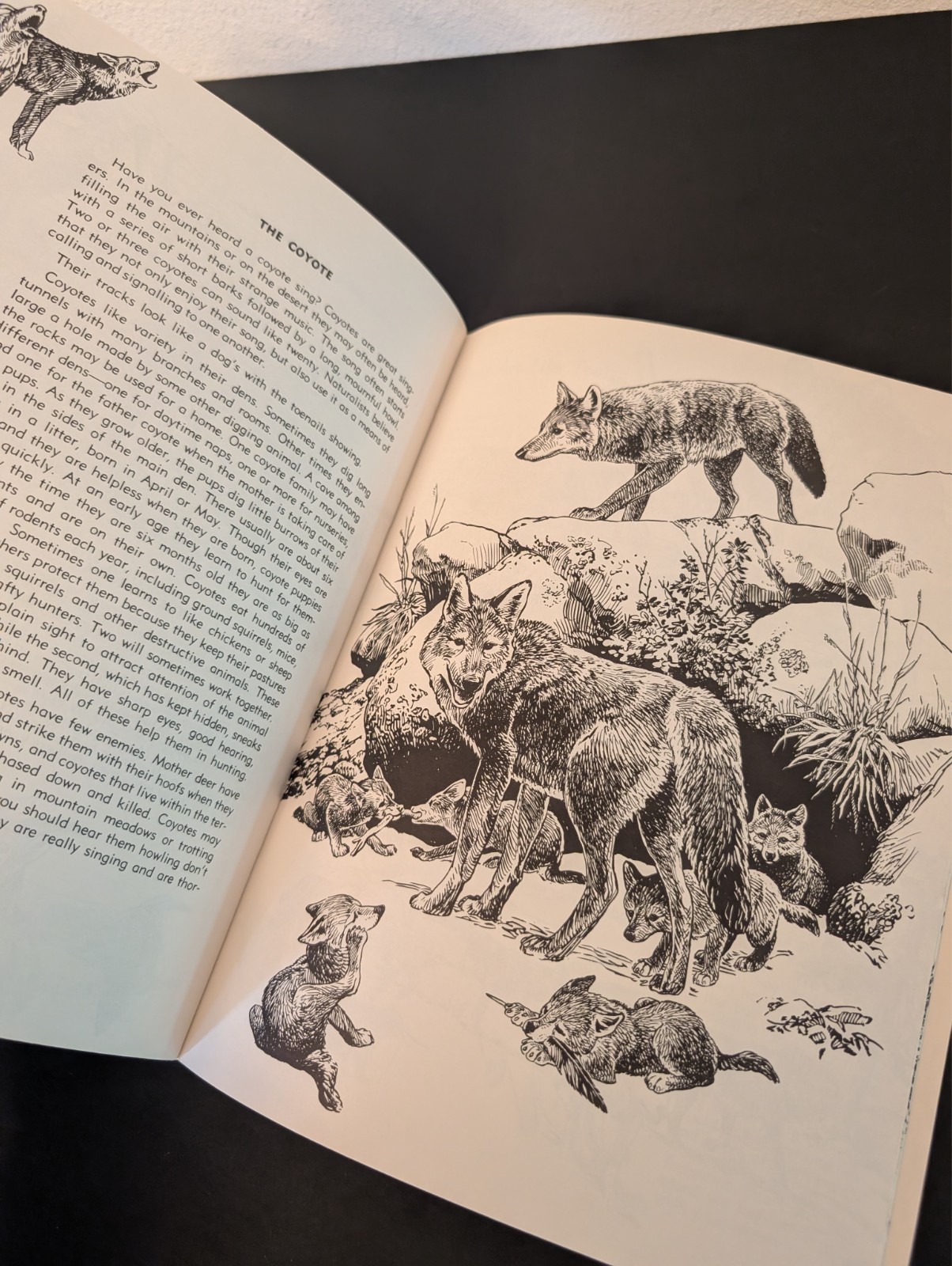 Vtg Animal Friends of Yellowstone Publication Fran Hubard Bob Hines 1971 -Nice