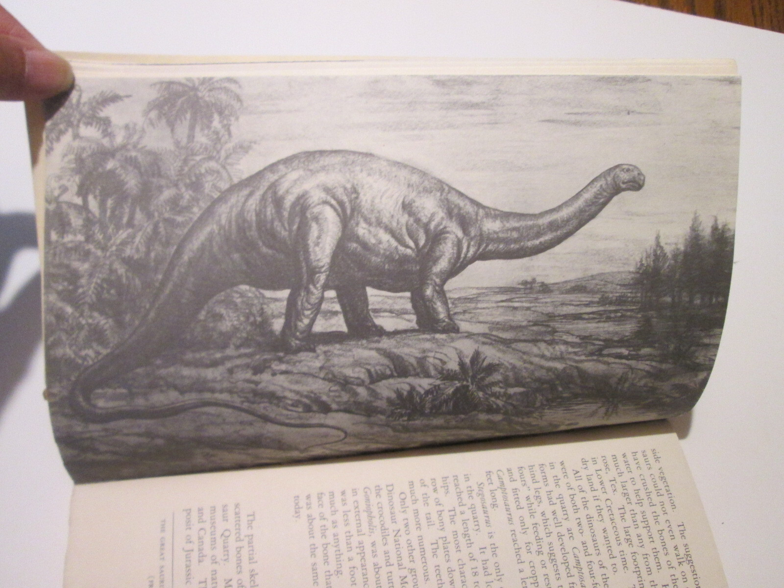 1958 Dinosaur Quarry Booklet & 1957 Dinosaur Nat’l Monument Brochure NPS
