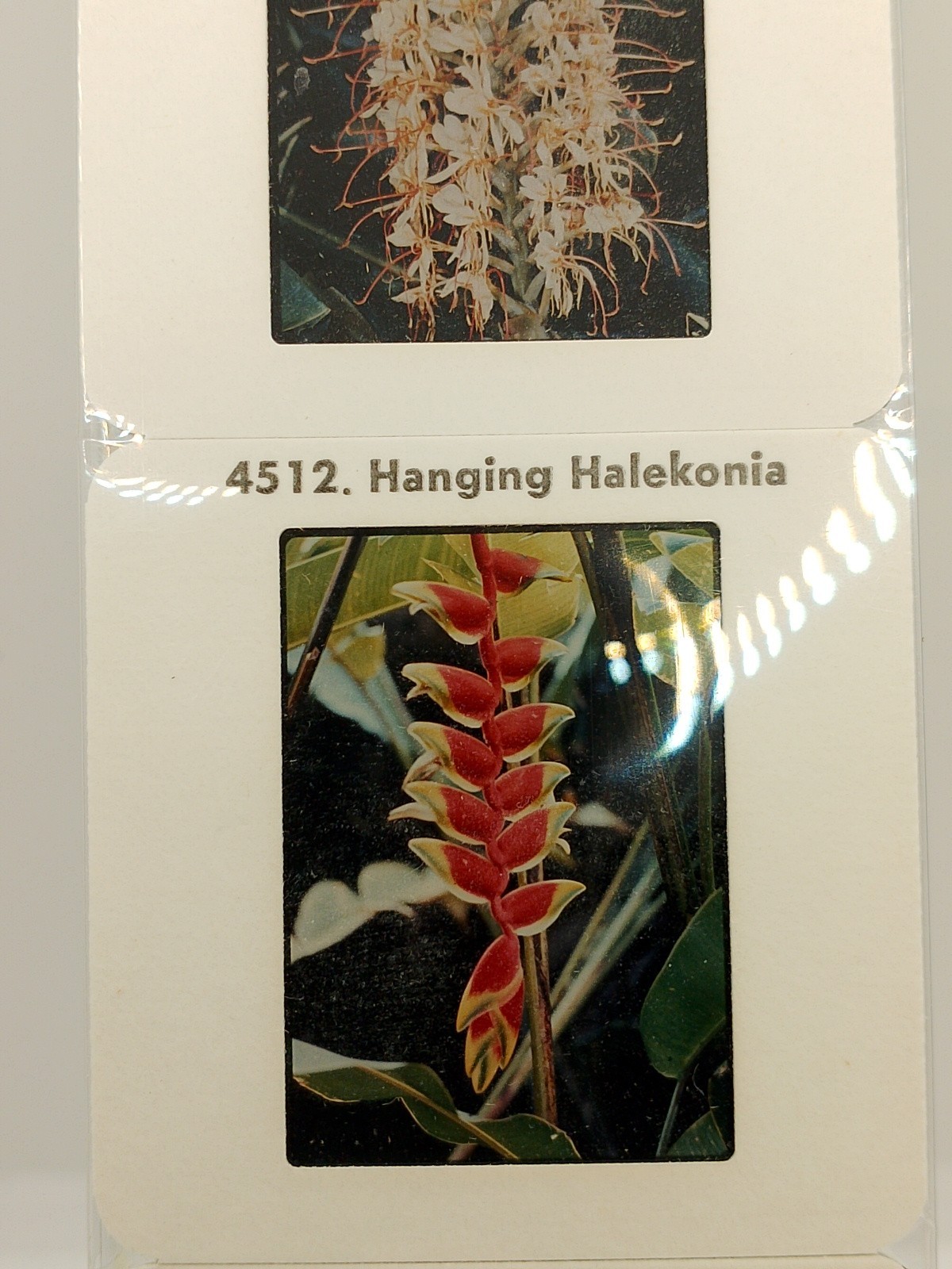 Vintage Kodak 5 Color Slides 2×2 – Hawaiian Flowers