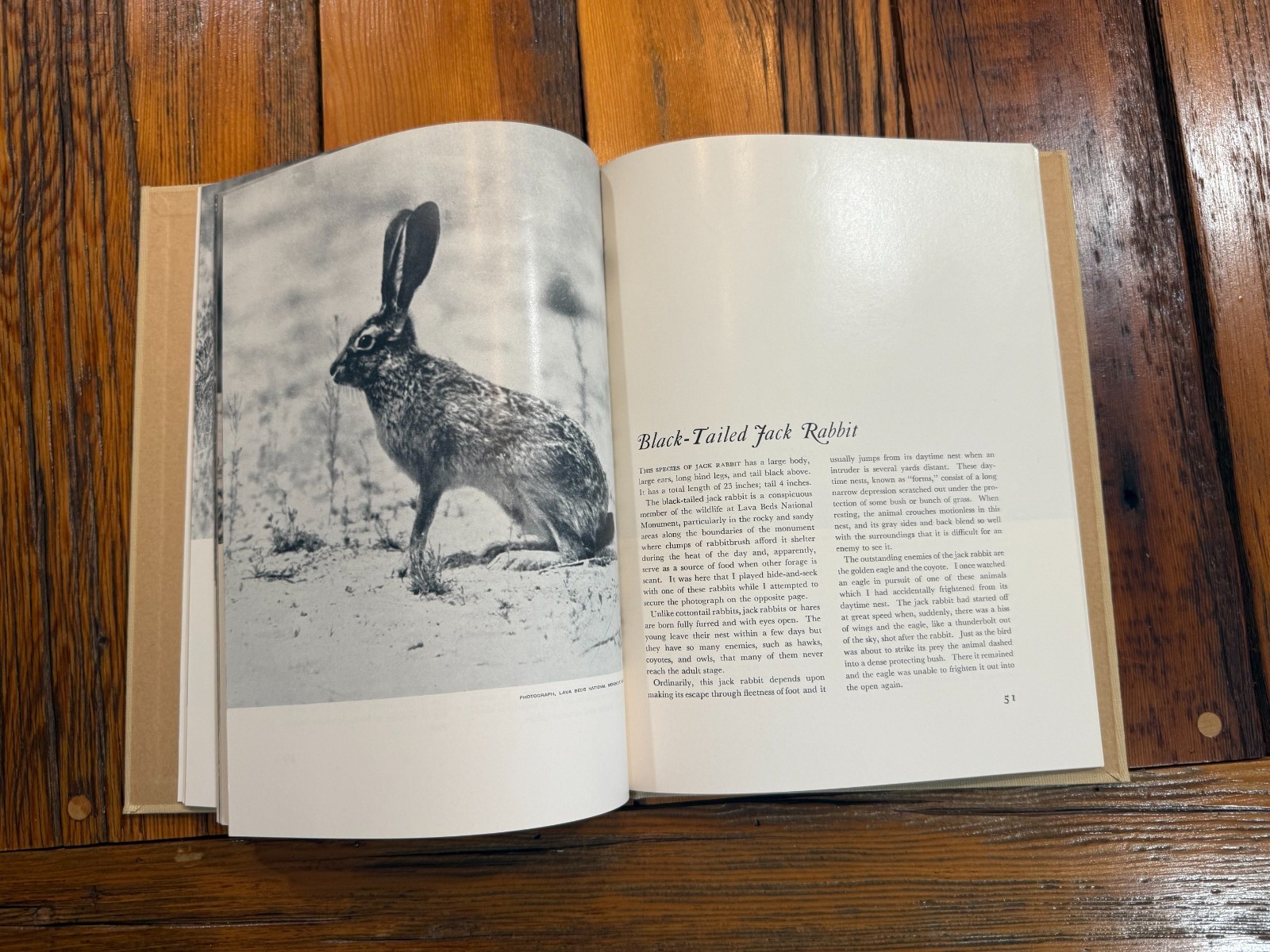 1957 Wildlife Portfolio of Western National Parks by Joseph Dixon | Animal Photo