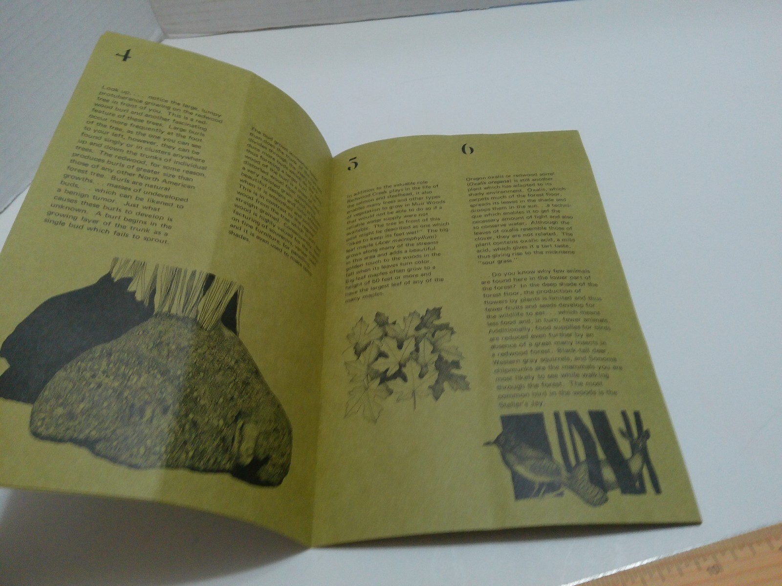 Vintage Redwood Creek Nature Trail Muir Woods National Monument Pamphlet 1974