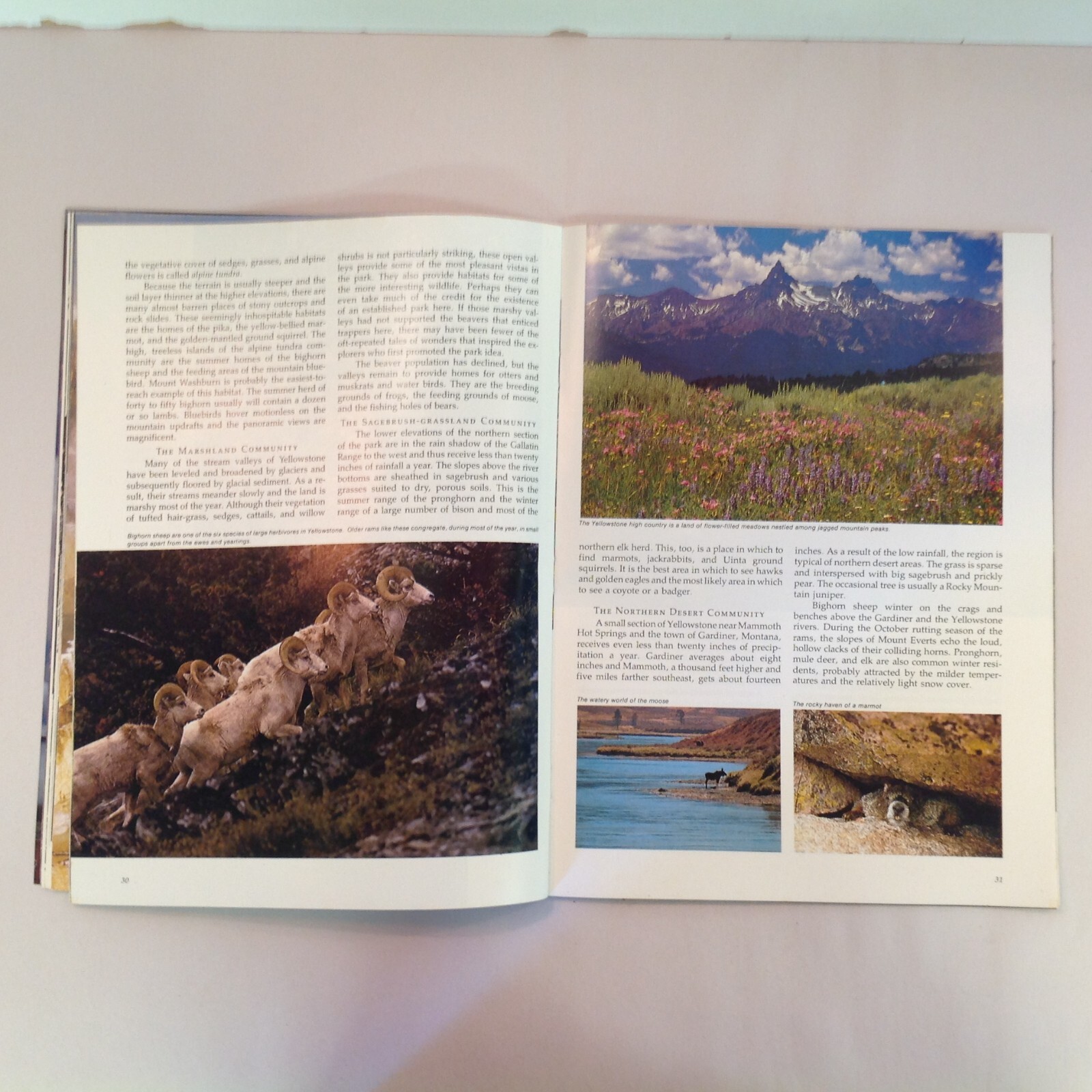 Vtg 1977 Souvenir Color Photo Guide Yellowstone The Story Behind the Scenery