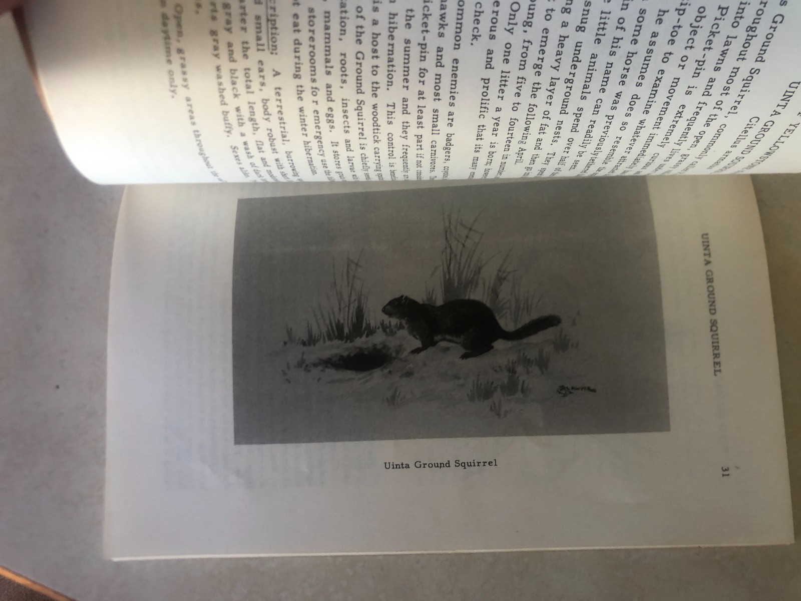 Wild Animals of Yellowstone National Park by Brodrick, Harold J. 1952
