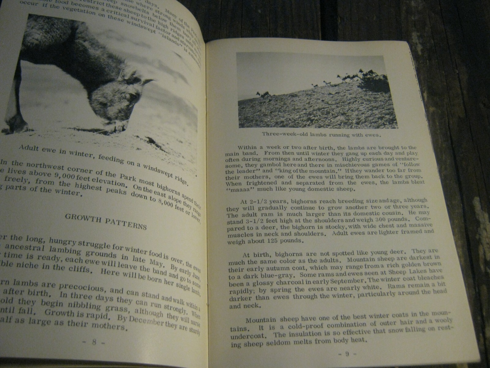 1968 Bighorn Elk and Deer Rocky Mountain National Park book Julie & Roger Contor