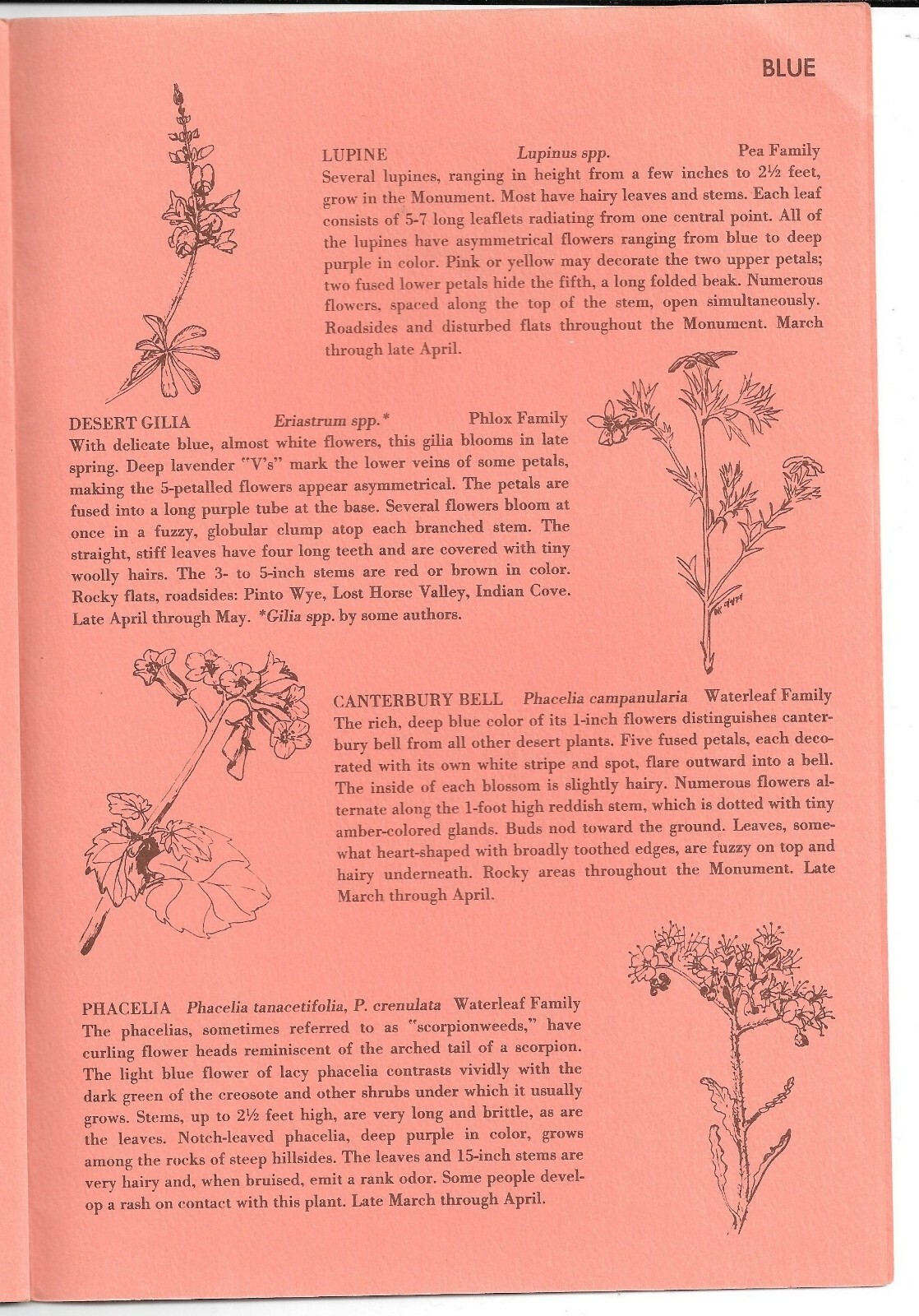 Vintage 1975 POLLEN ON YOUR NOSE, Wildflowers of JOSHUA TREE NATIONAL MONUMENT