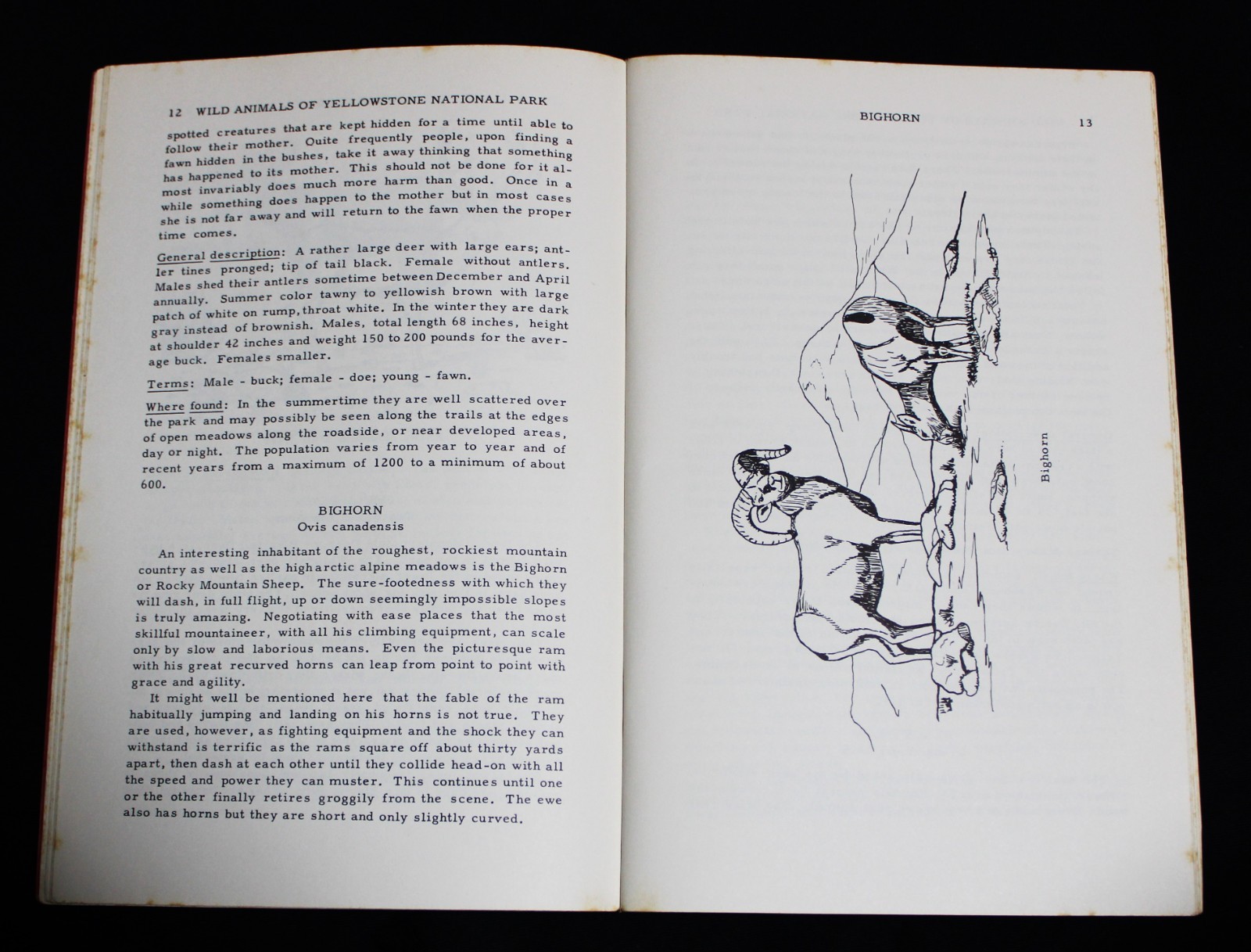 WILD ANIMALS OF YELLOWSTONE NATIONAL PARK BOOKLET BY HAROLD J. BRODRICK 1959