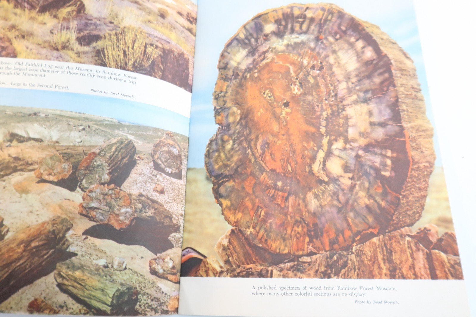 Agatized Rainbows A Story of the Petrified Forest Travel Souvenir Book 1951