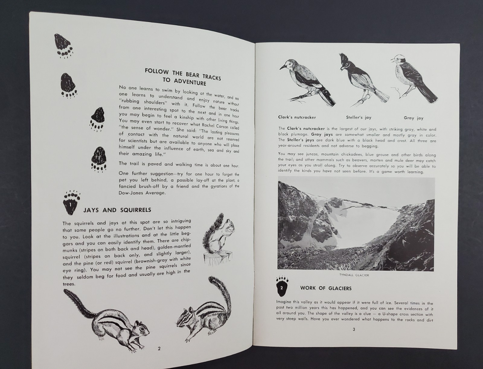 1962 Bear Lake Nature Trail Guide Rocky Mountain Park Vintage Travel Booklet