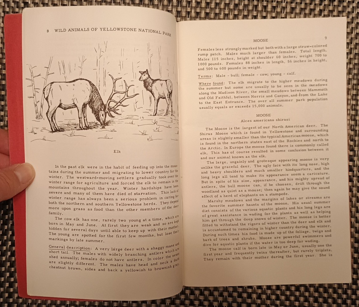 *1962* Wild Animals Of Yellowstone National Park Pamphlet by Harold J Brodrick
