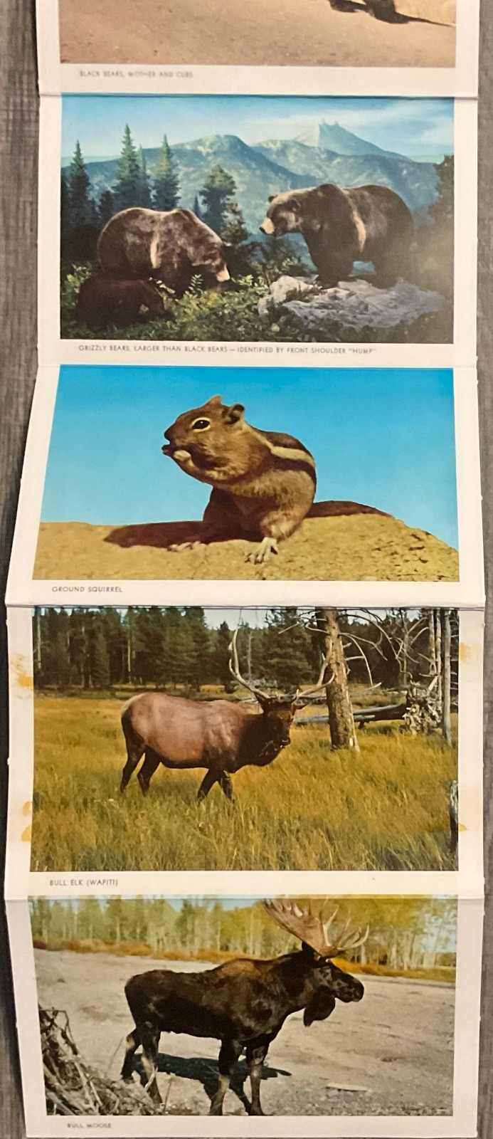 Yellowstone National Park Wild Life in Full Color Vintage set photos