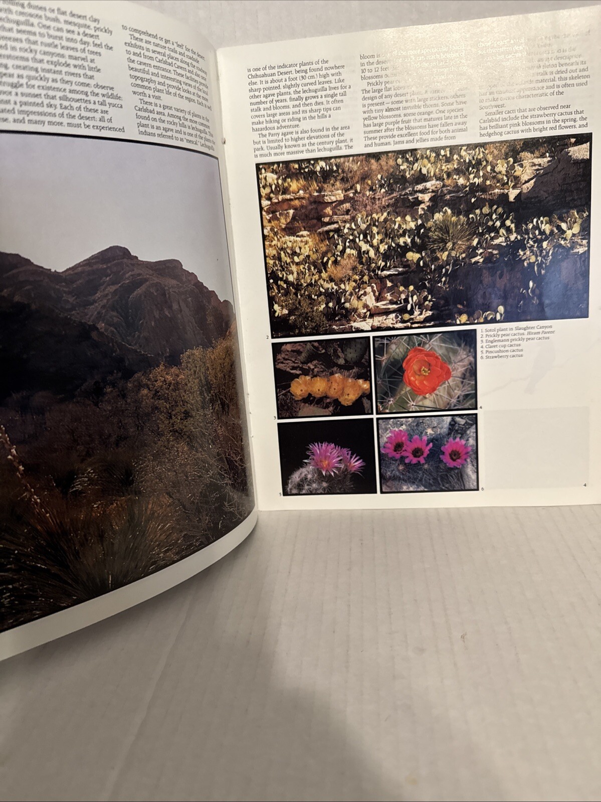 Vintage 1981 Carlsbad Caverns National Park Tourist Magazine Guide Soft Book