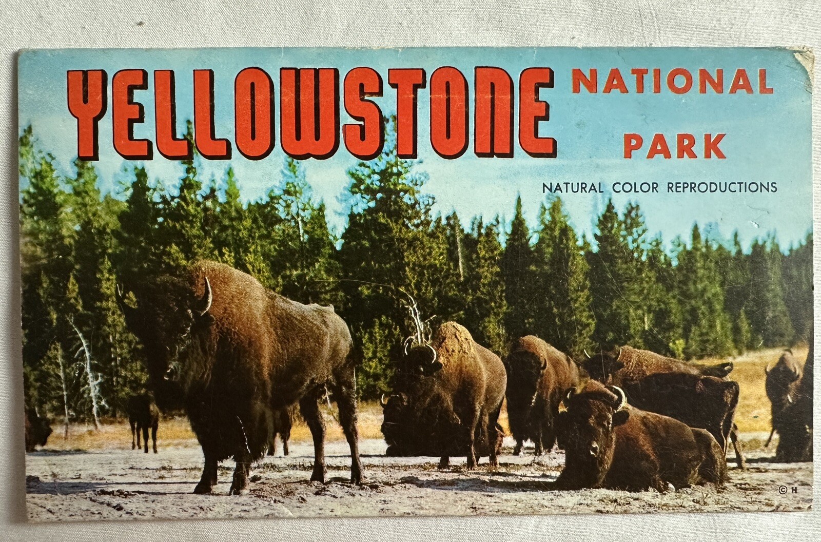 1957 Yellowstone National Park Picturamic Color Photographs With Bio Very Cool
